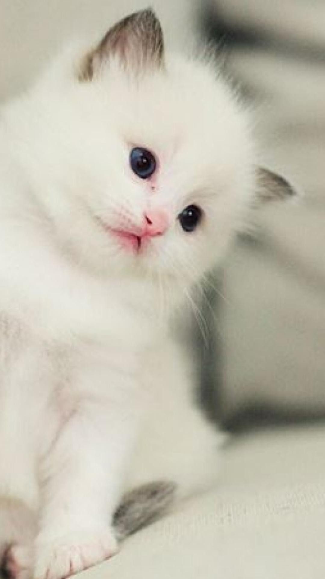 1080x1920 Charming Simplywallpapers: Cute Kitty Look Sofa White Sitting Desktop As  Hot Kitten Wallpaper Iphone 6