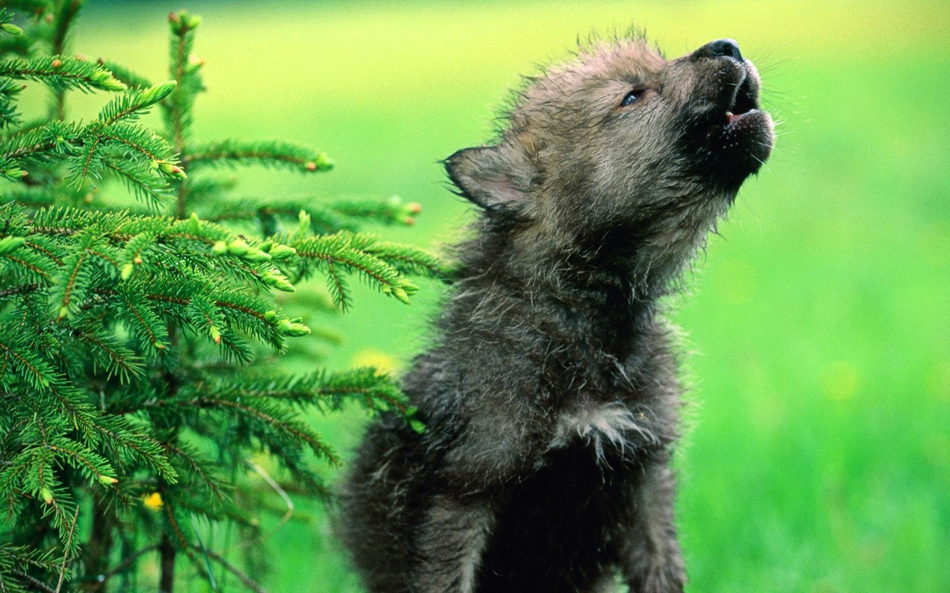 1920x1200 Baby Wolf Wallpapers - HD Wallpapers
