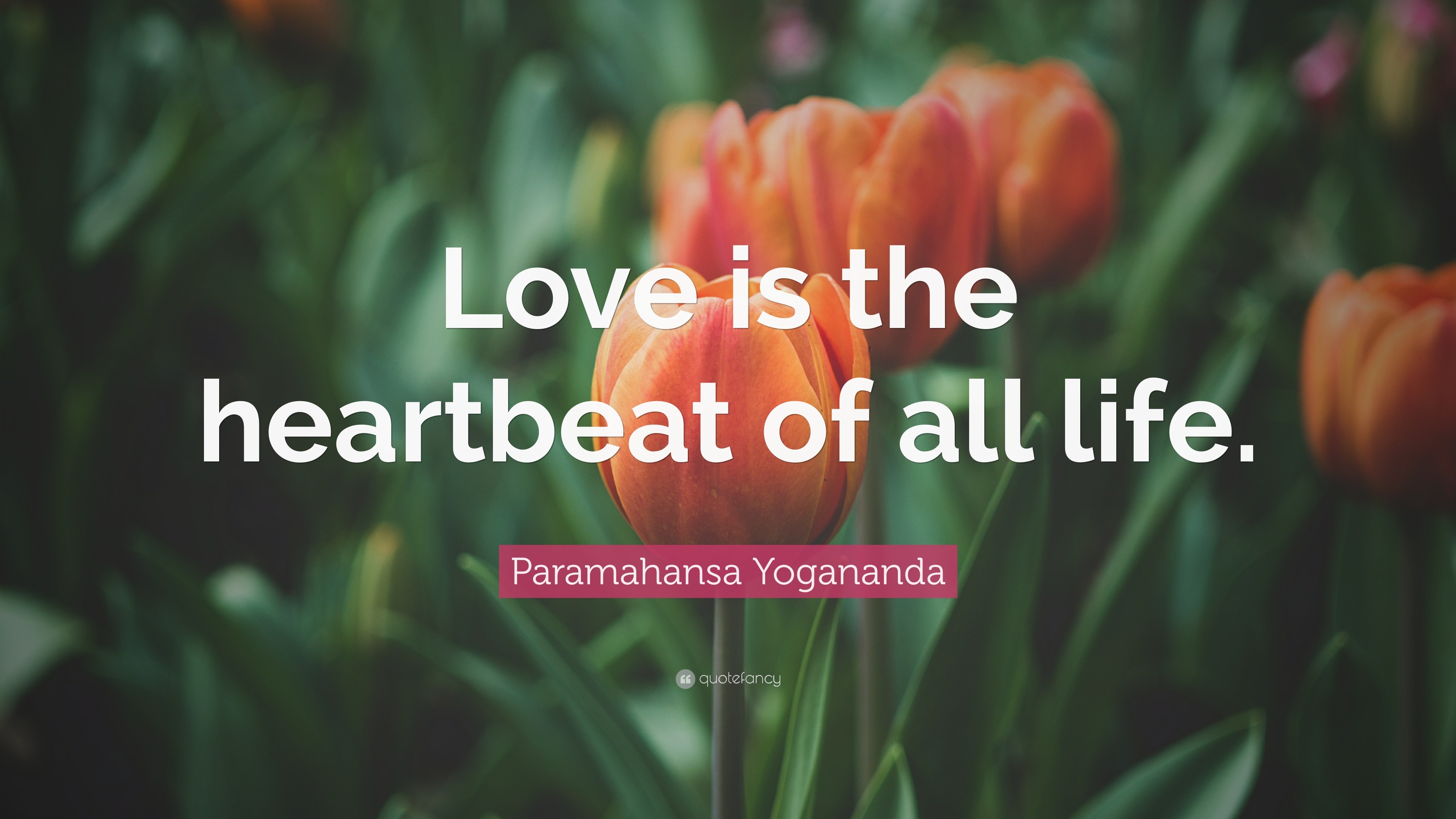 3840x2160 Paramahansa Yogananda Quote: “Love is the heartbeat of all life.”