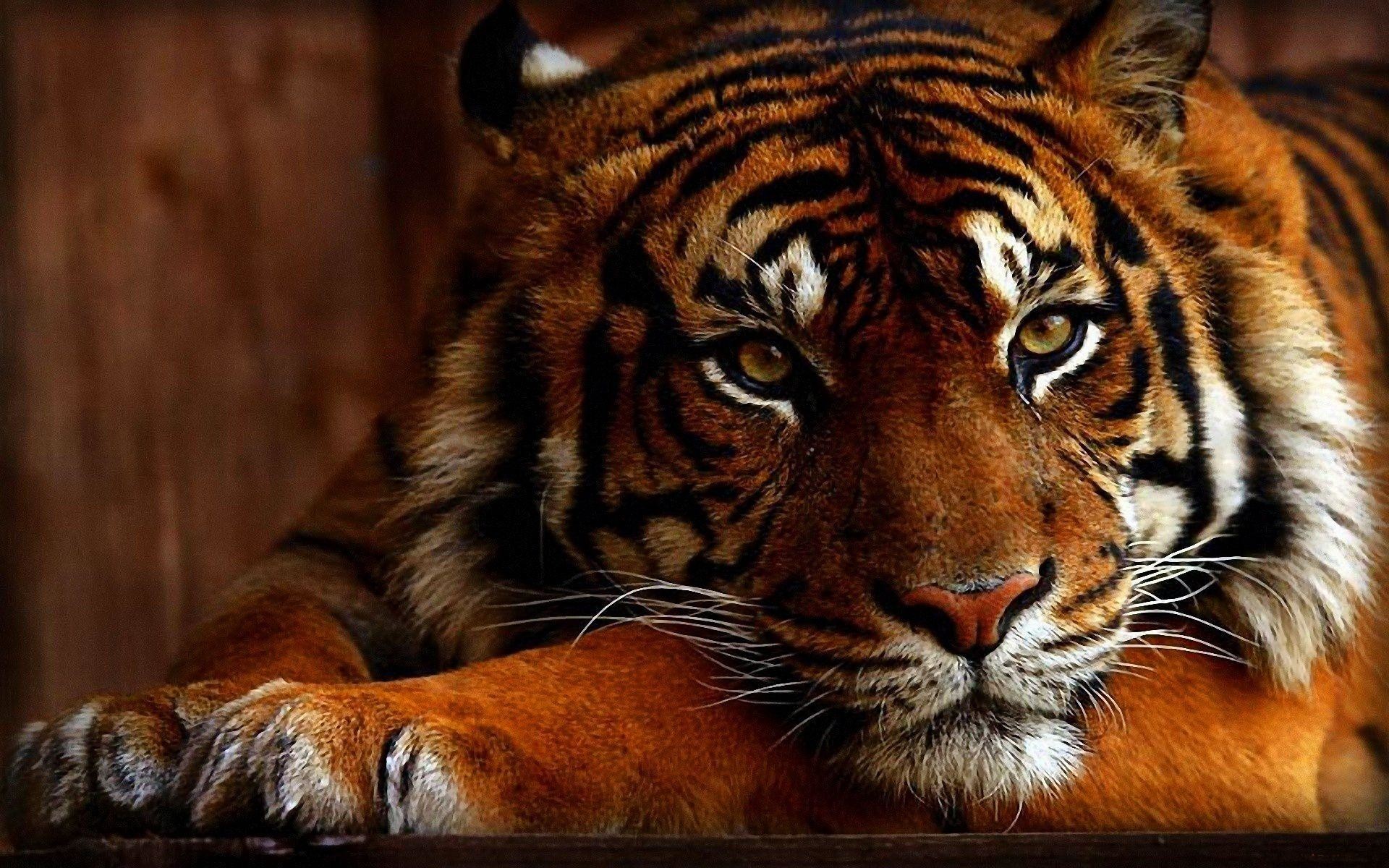 1920x1200 Best 35 Bengal Tiger Pictures and Wallpapers