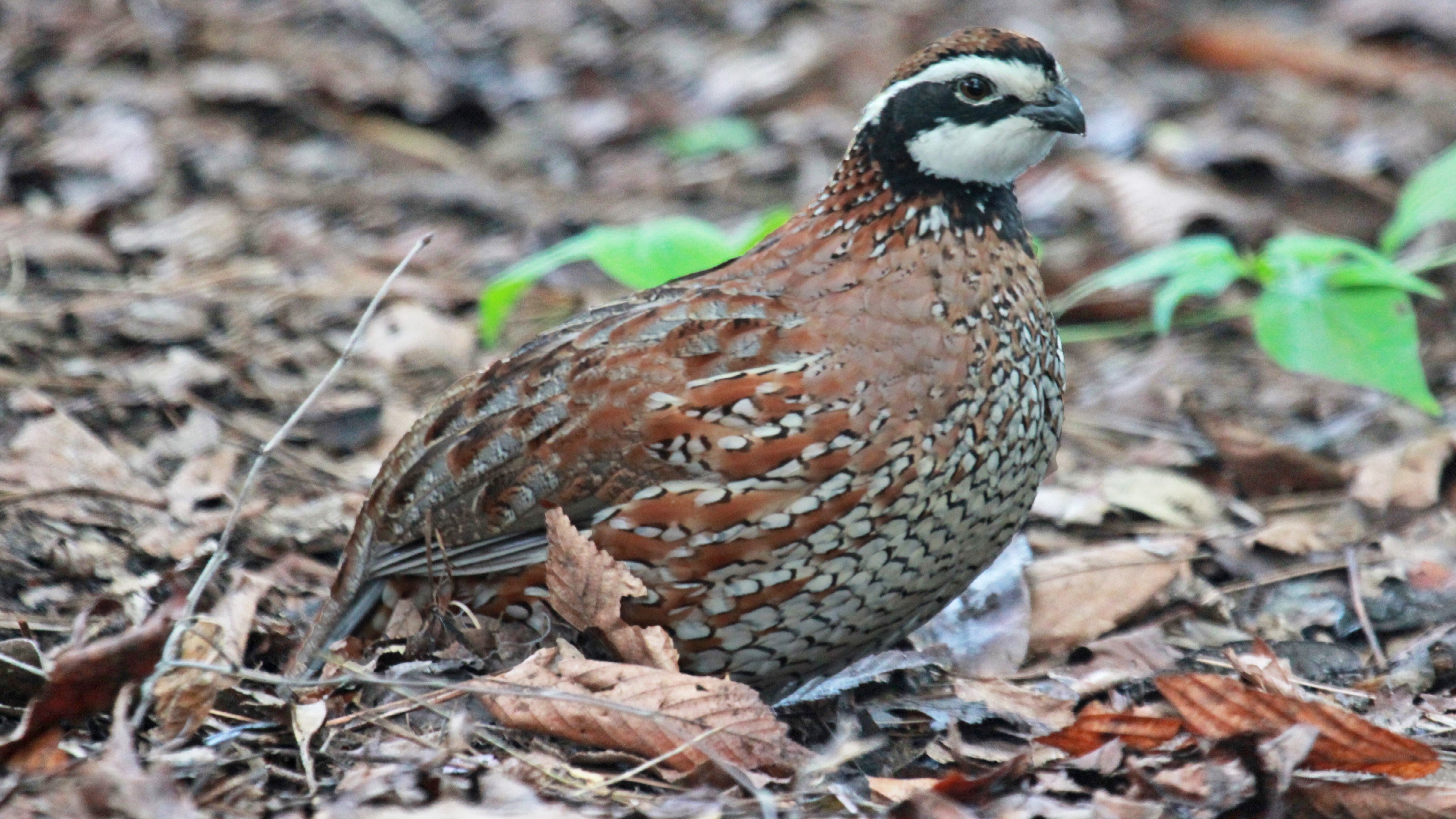 Quail Wallpaper (43+ images)