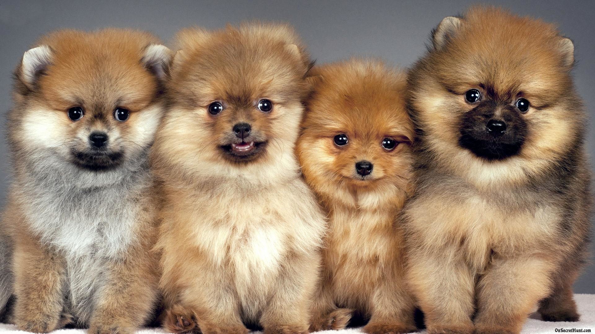 1920x1080 Animals For > Cute Pomeranian Wallpaper