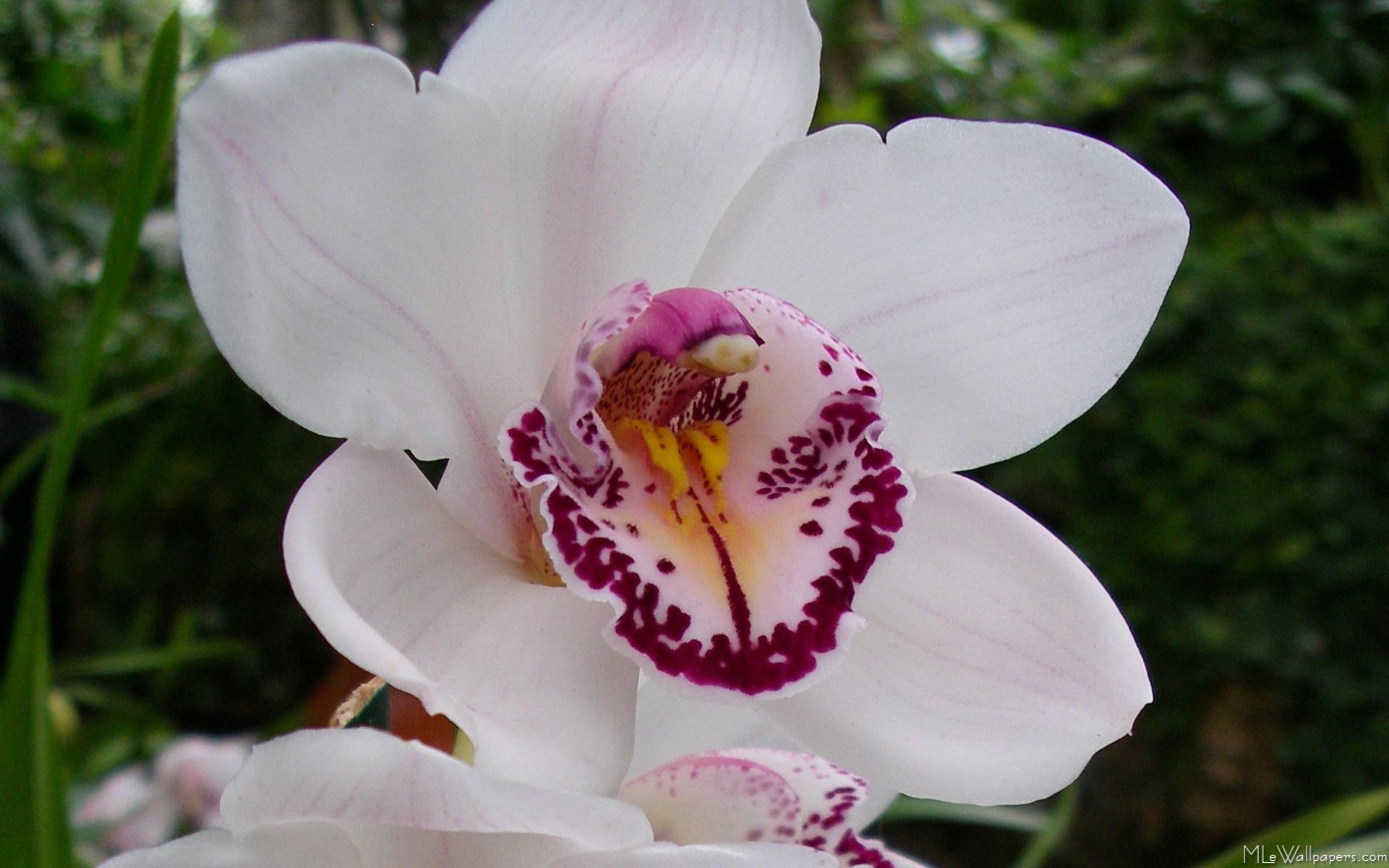 1921x1200 A wallpaper of a lovely white orchid, one of the kind that you can buy for  your home! White Orchid I