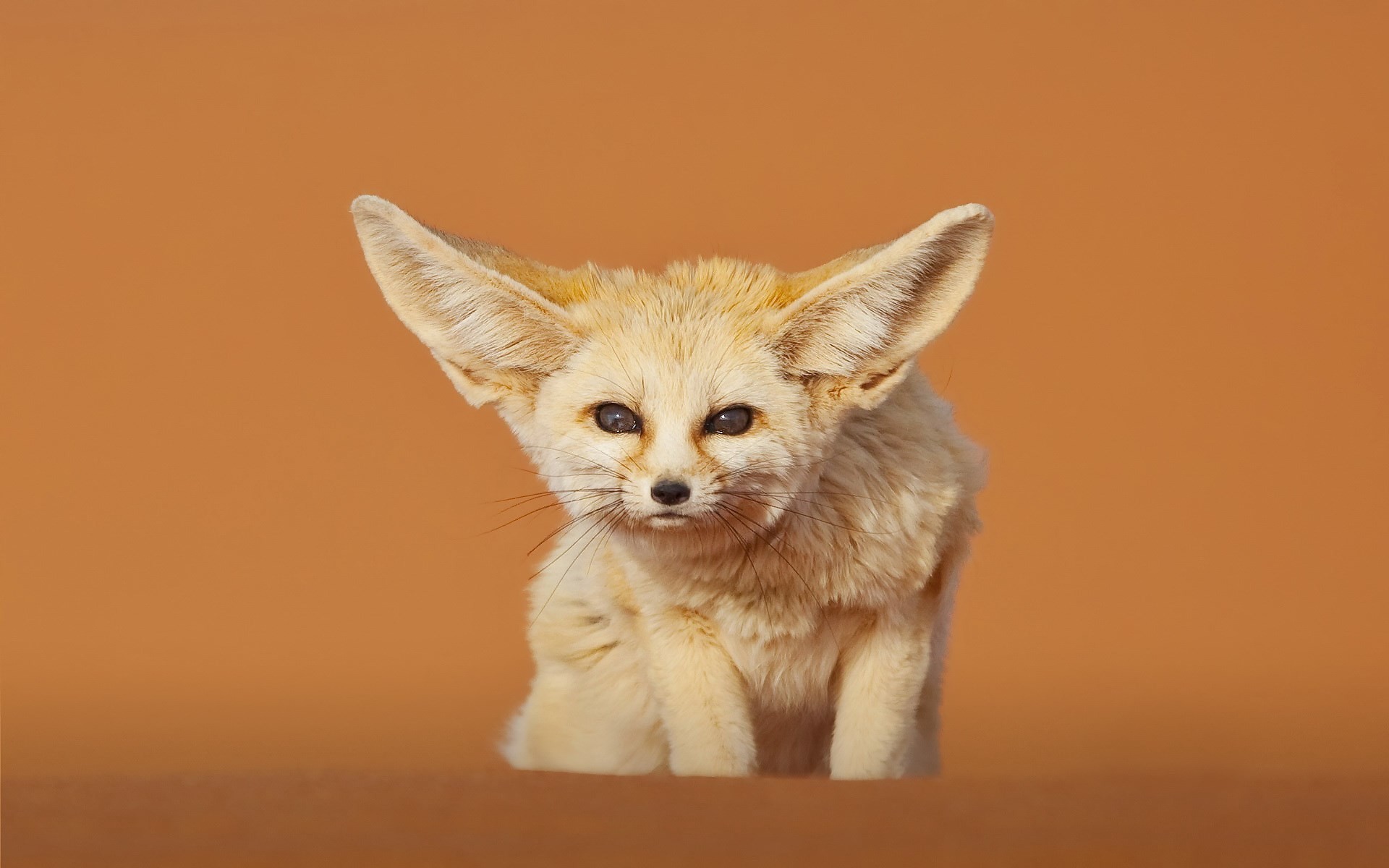 1920x1200 px fennec fox wallpaper hd backgrounds images by Winfried Brook