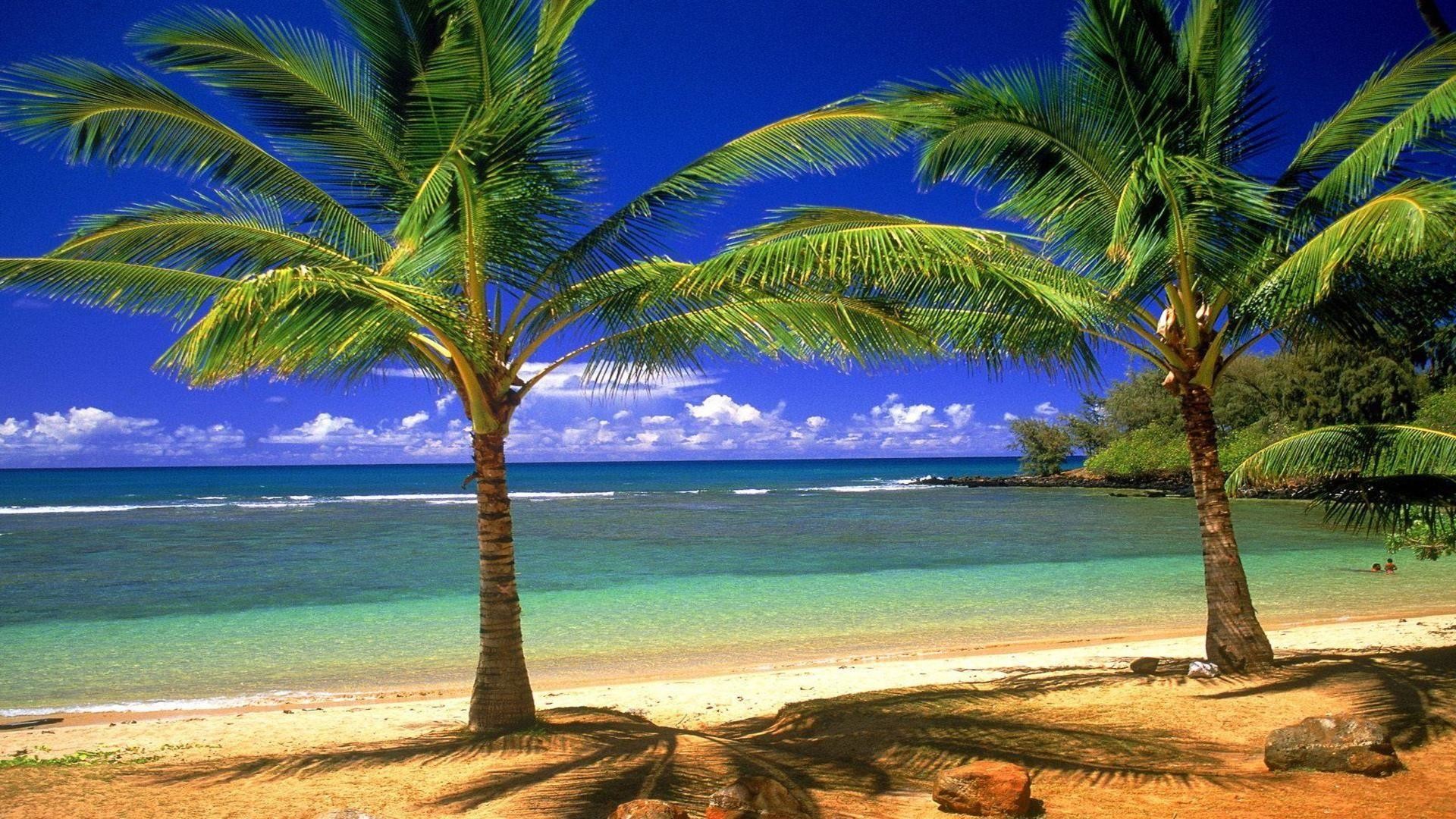 1920x1080 Palm Trees Beach Wallpapers Group (84+)
