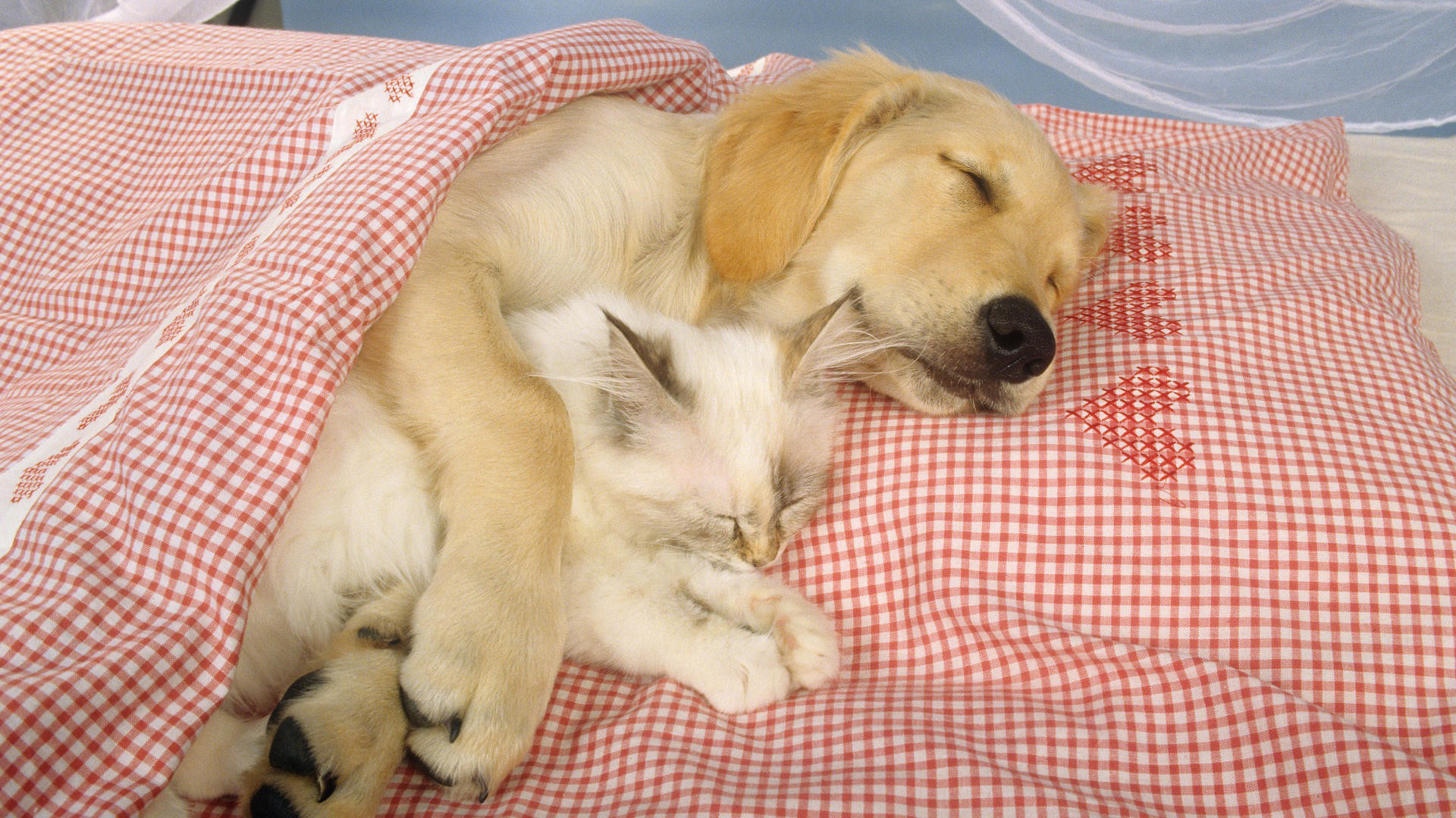 1920x1080 Yellow Lab And Kitty Snuggle Together Hd