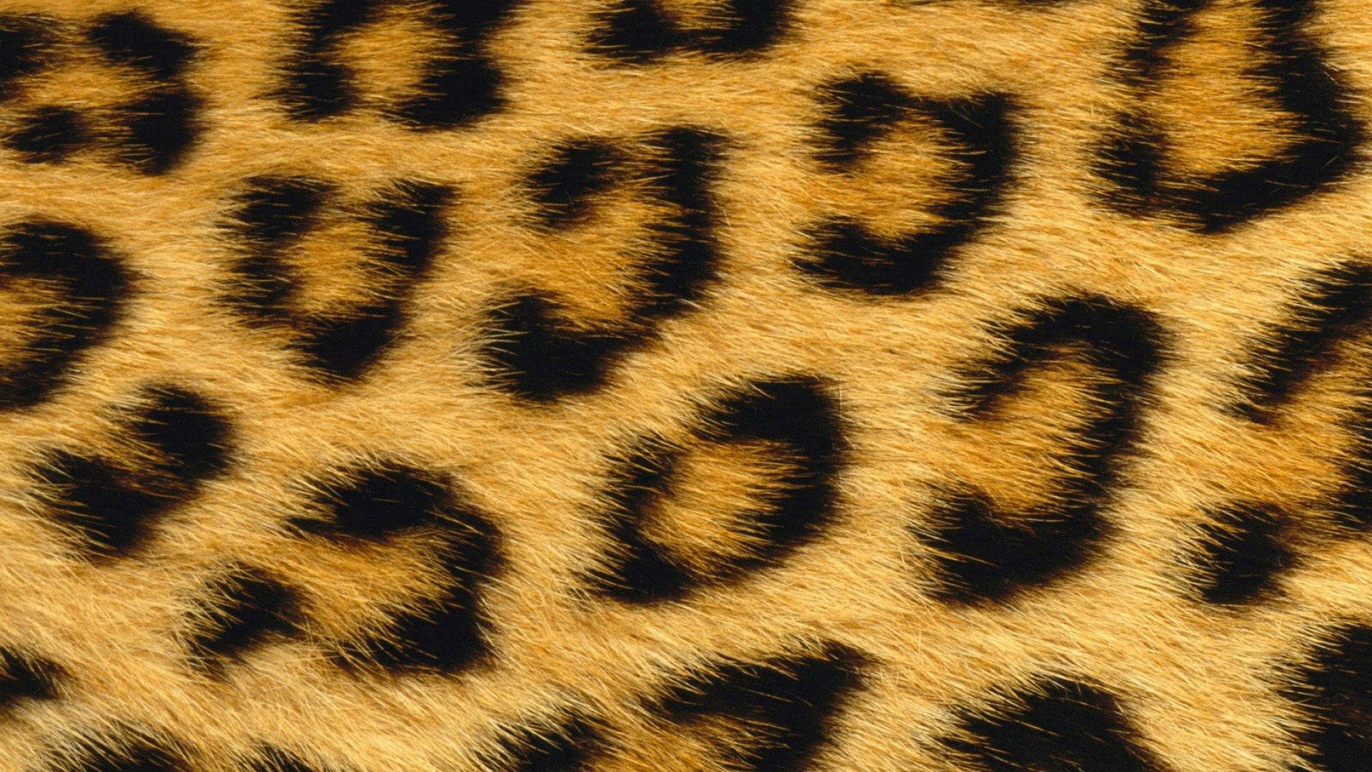 1920x1080 wallpaper.wiki-Leopard-wallpaper-mac-cheetah-PIC-WPE003304