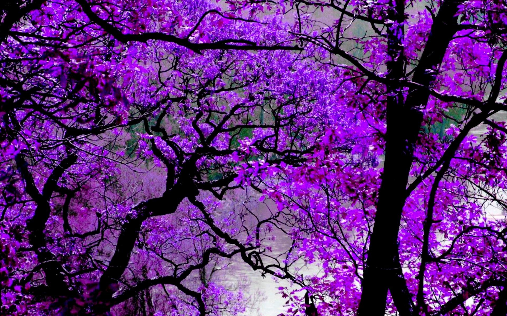 1920x1200 Wallpapers For > Violet Nature Wallpaper