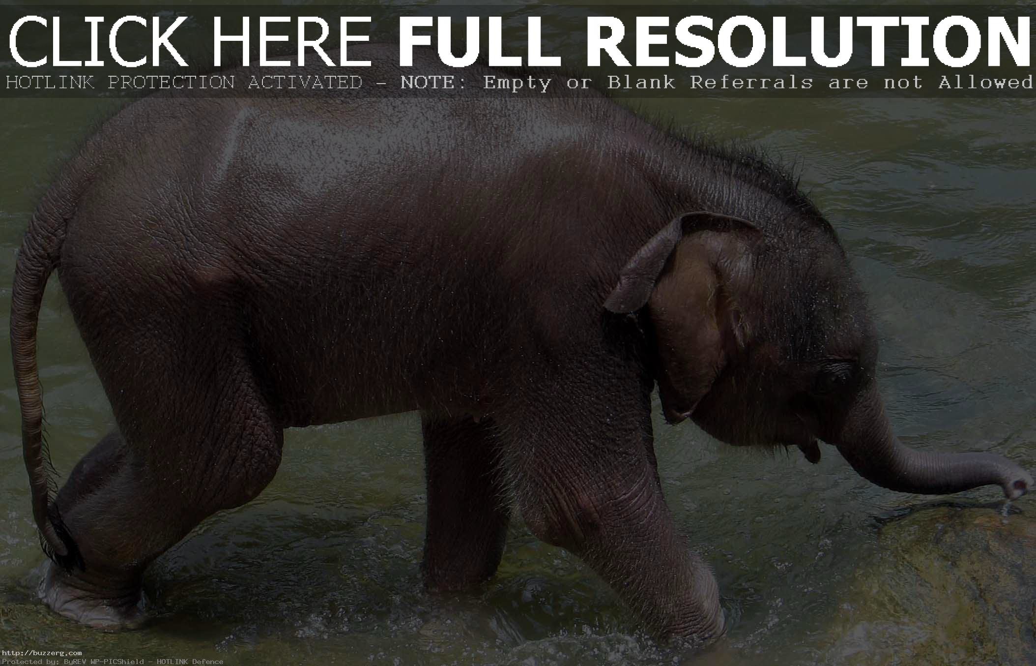 2108x1354 Baby Elephant (id: 96322)