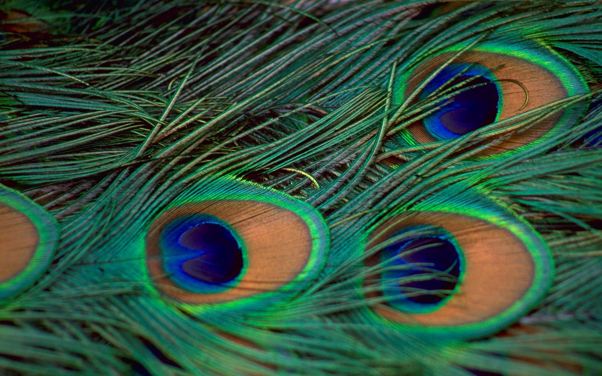 1920x1200 Wallpaper Name:- Green and Blue Peacock Bird Feather HD Wallpaper .
