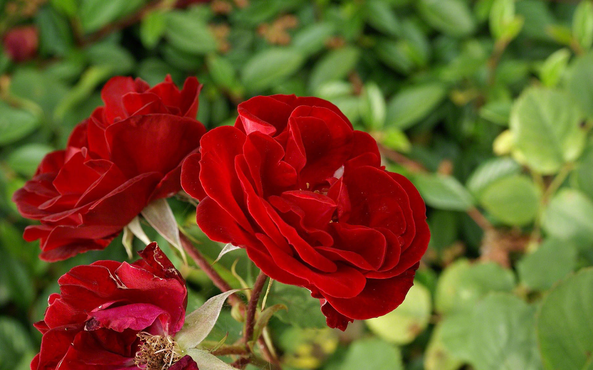 1920x1200 red roses