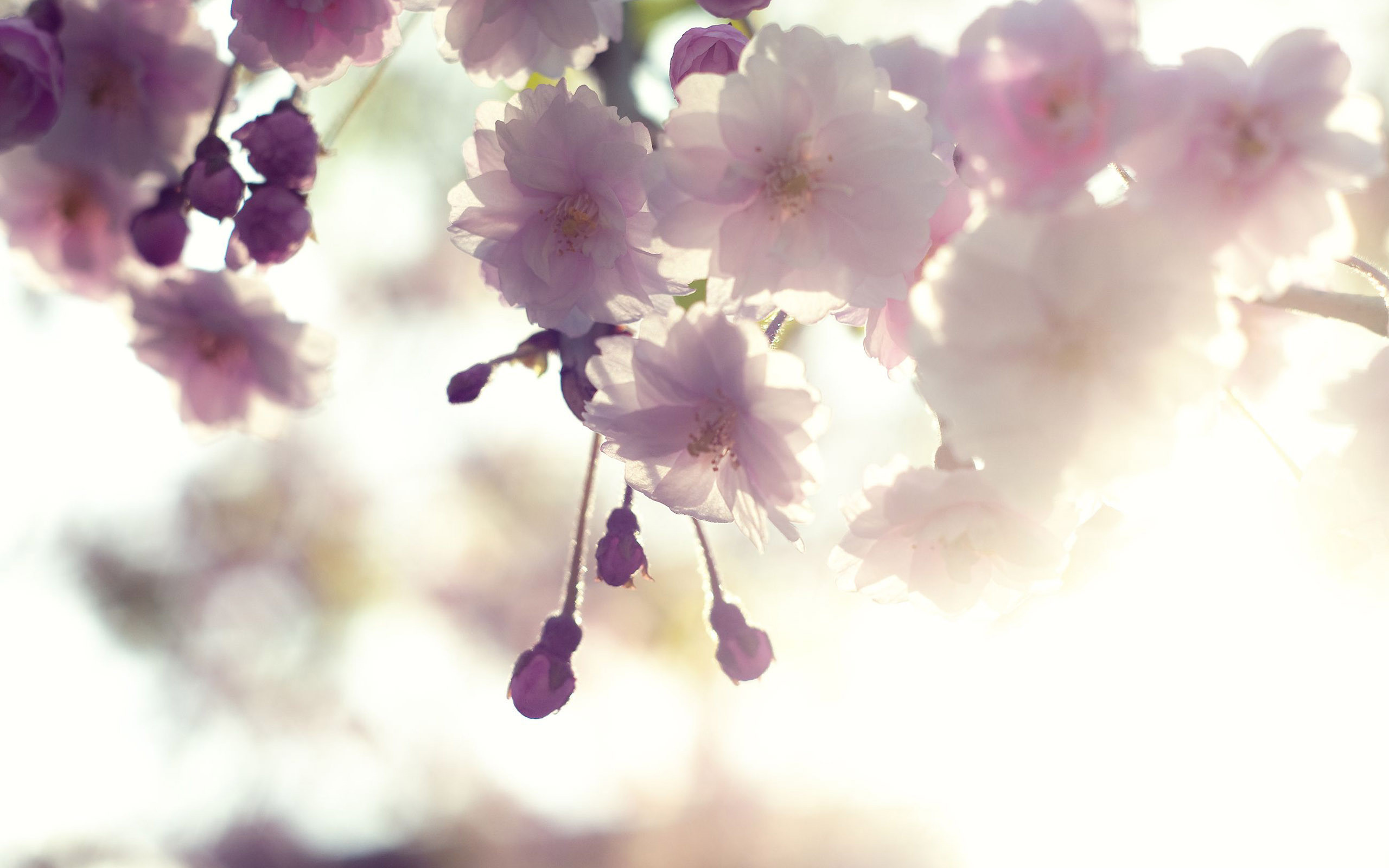 2560x1600 White-Cherry-Blossom-Wallpapers-Screen-HD-Images.jpg (2560Ã1600) | Cheery  blossoms | Sakura | Pinterest | Cherry blossom wallpaper, Hd desktop and Hd  ...