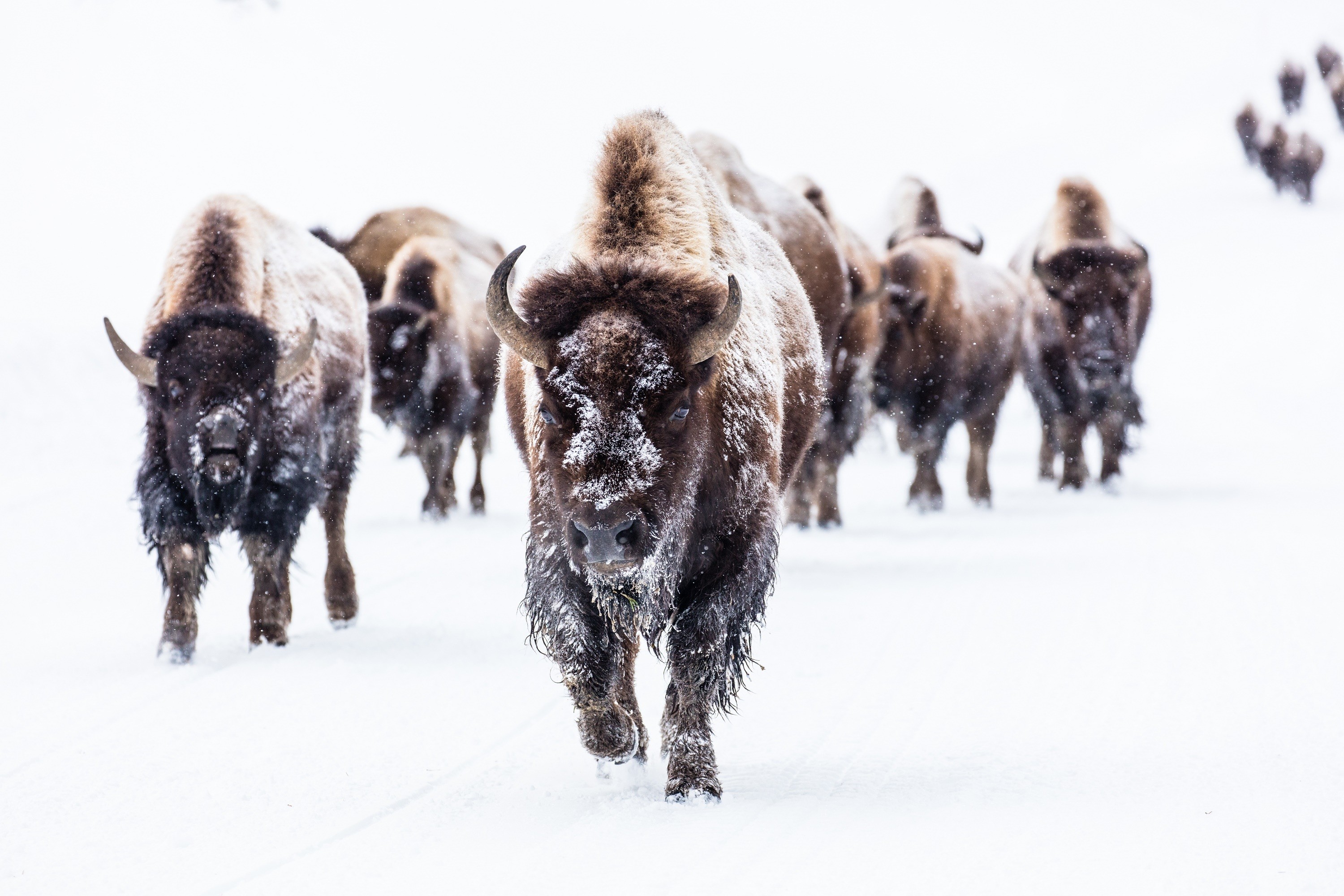 3000x2000 Bison also known as Buffalo, Yellowstone National Park, Wyoming USA