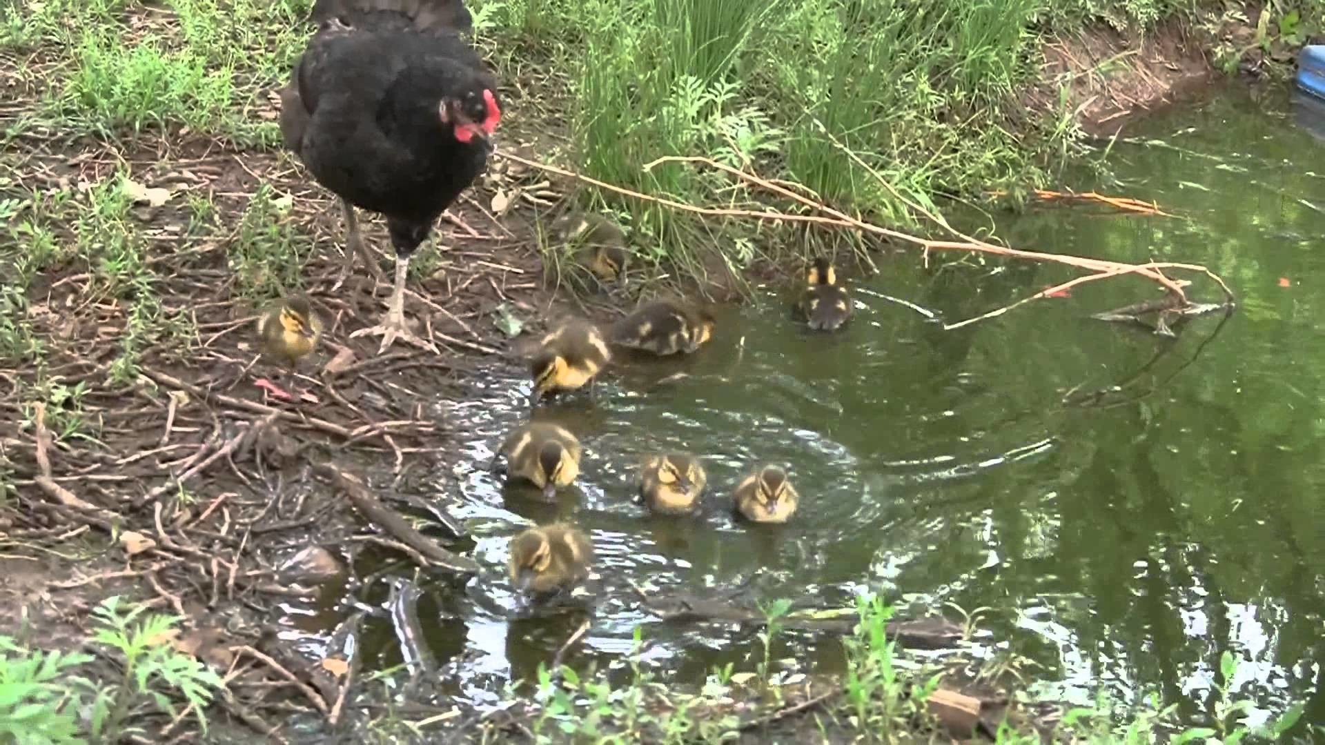 1920x1080 Will a hen raise baby ducklings, Yes a hen will raise baby ducks. - YouTube