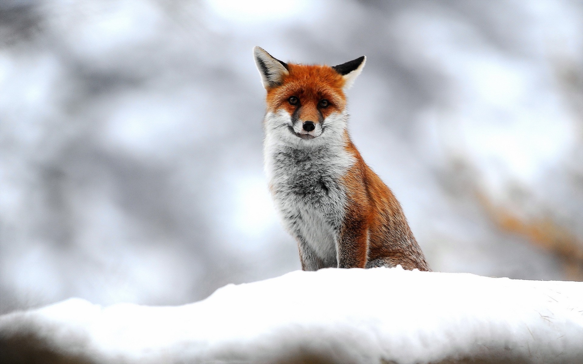 1920x1200 nature, Animals, Fox, Snow Wallpapers HD / Desktop and Mobile Backgrounds