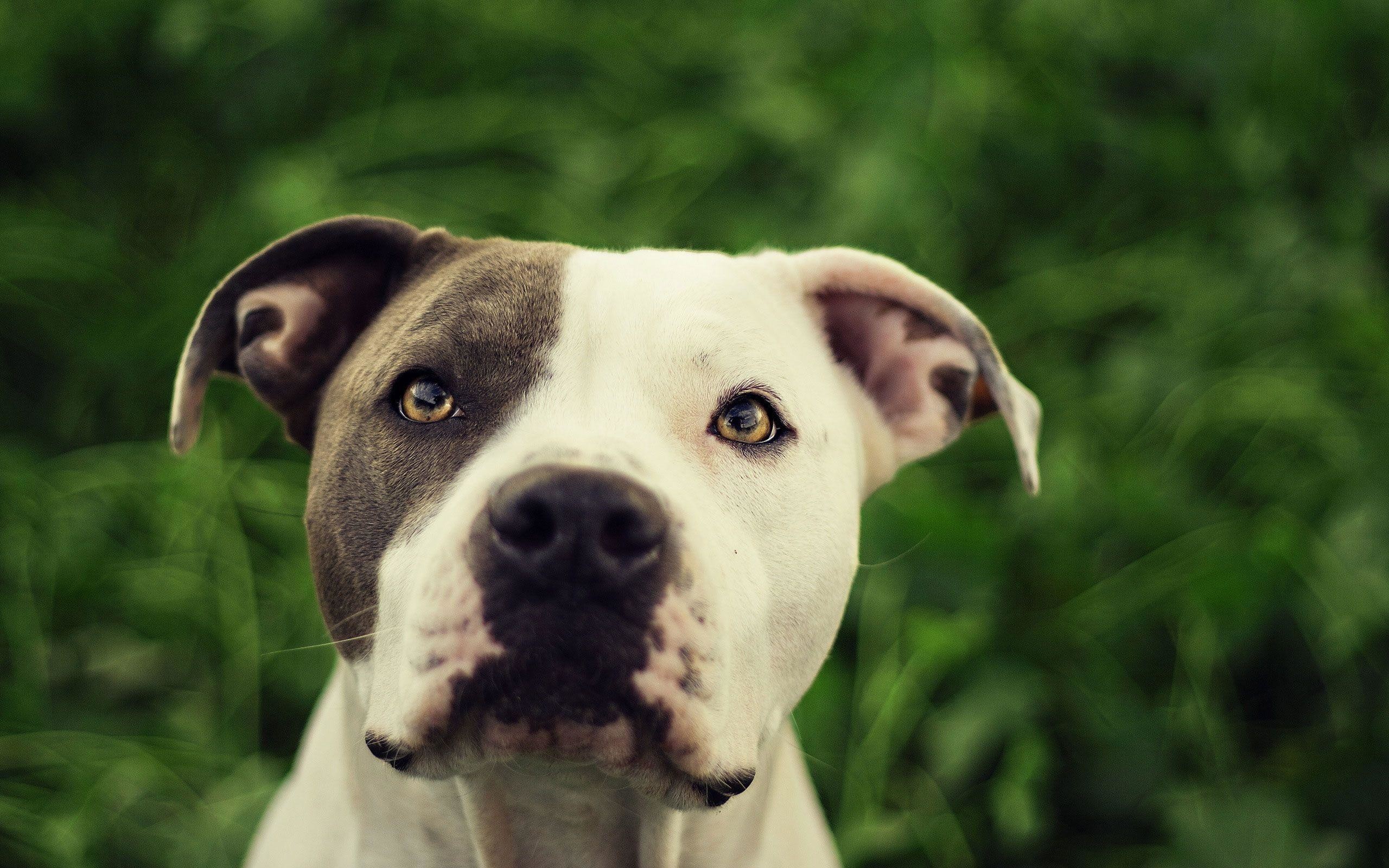 2560x1600 Pit Bull Dog HD Wallpapers | Pit Bull Desktop Images | Cool Wallpapers