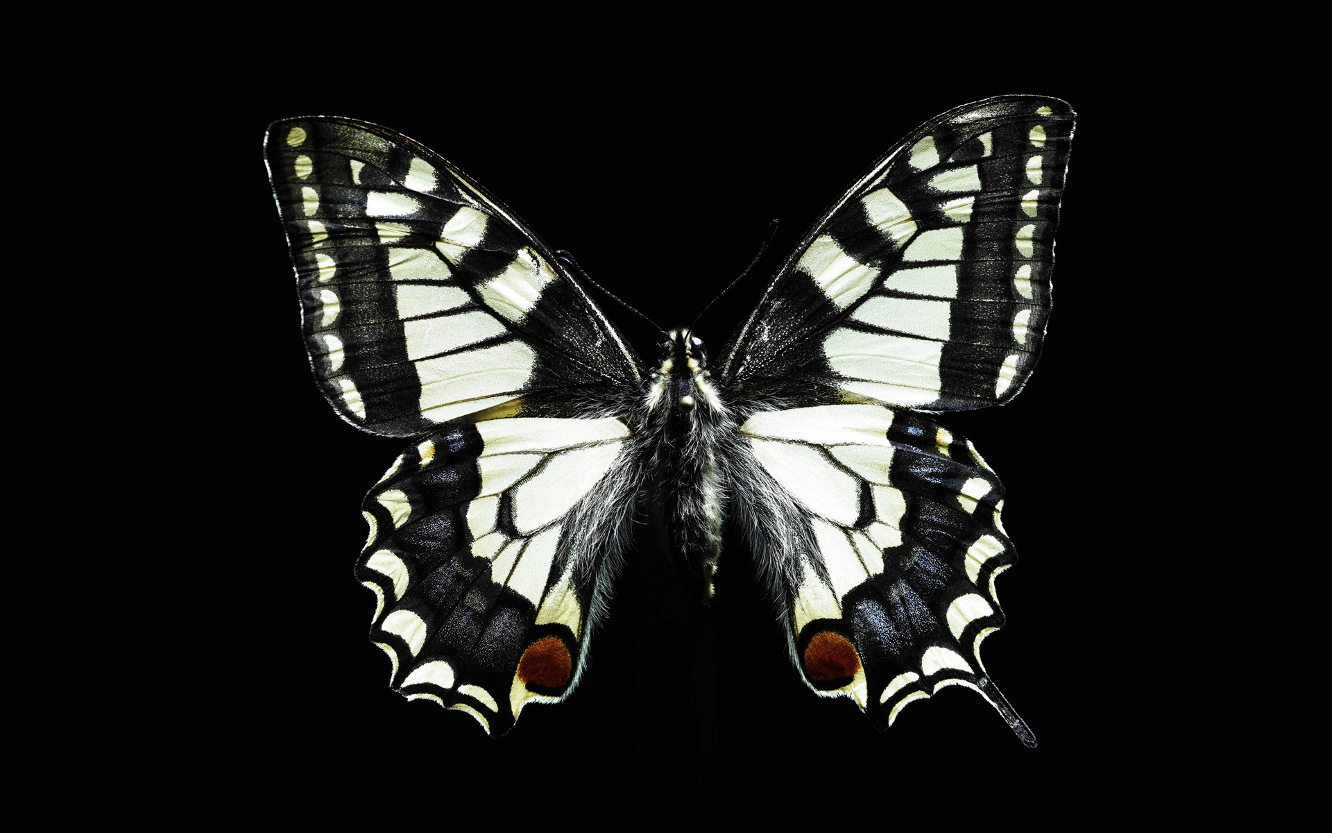 1920x1200 Black and white butterfly wallpapers and images - wallpapers