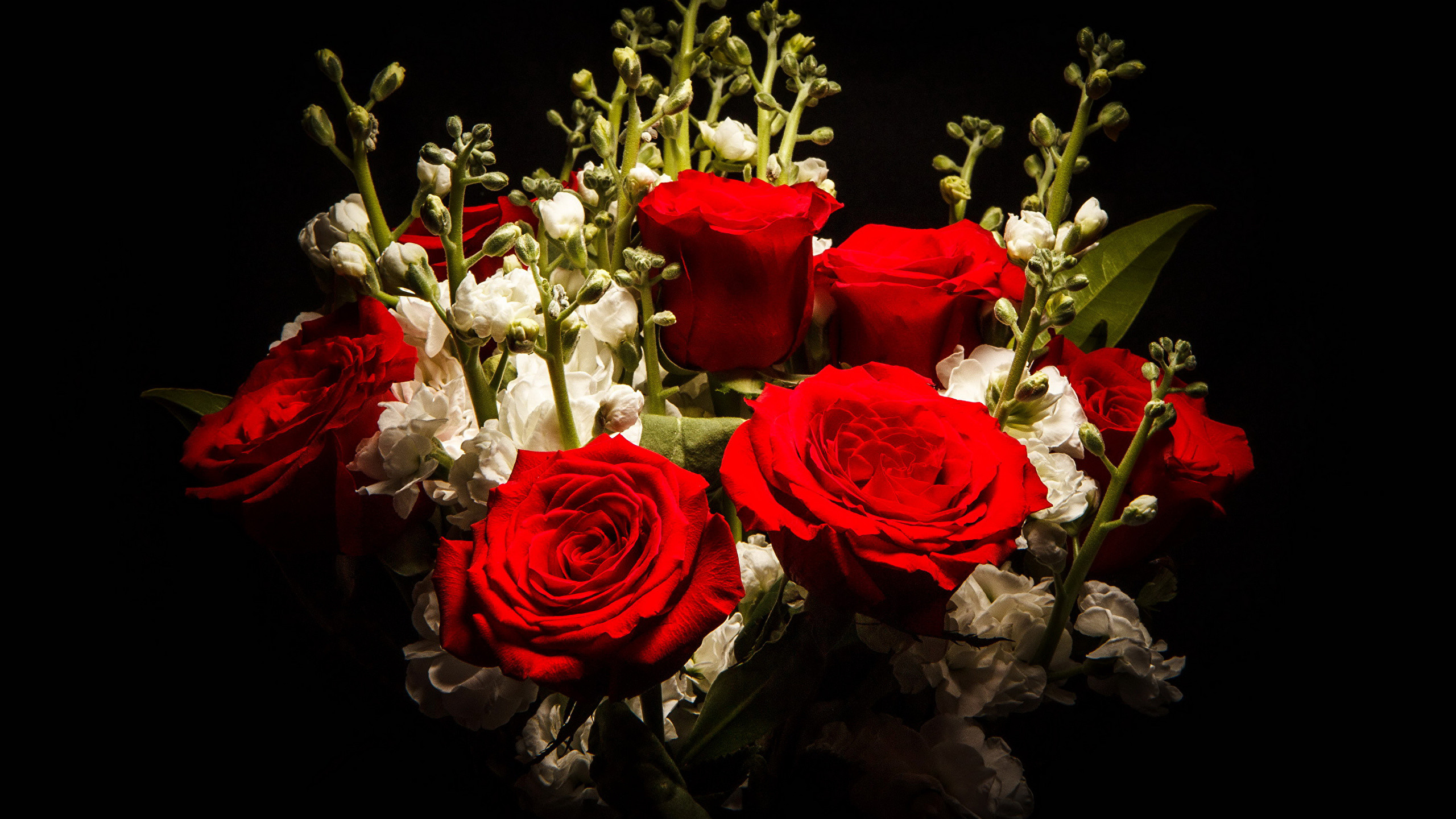 2560x1440 Photo Bouquets Red Roses Flowers Matthiola Black background 