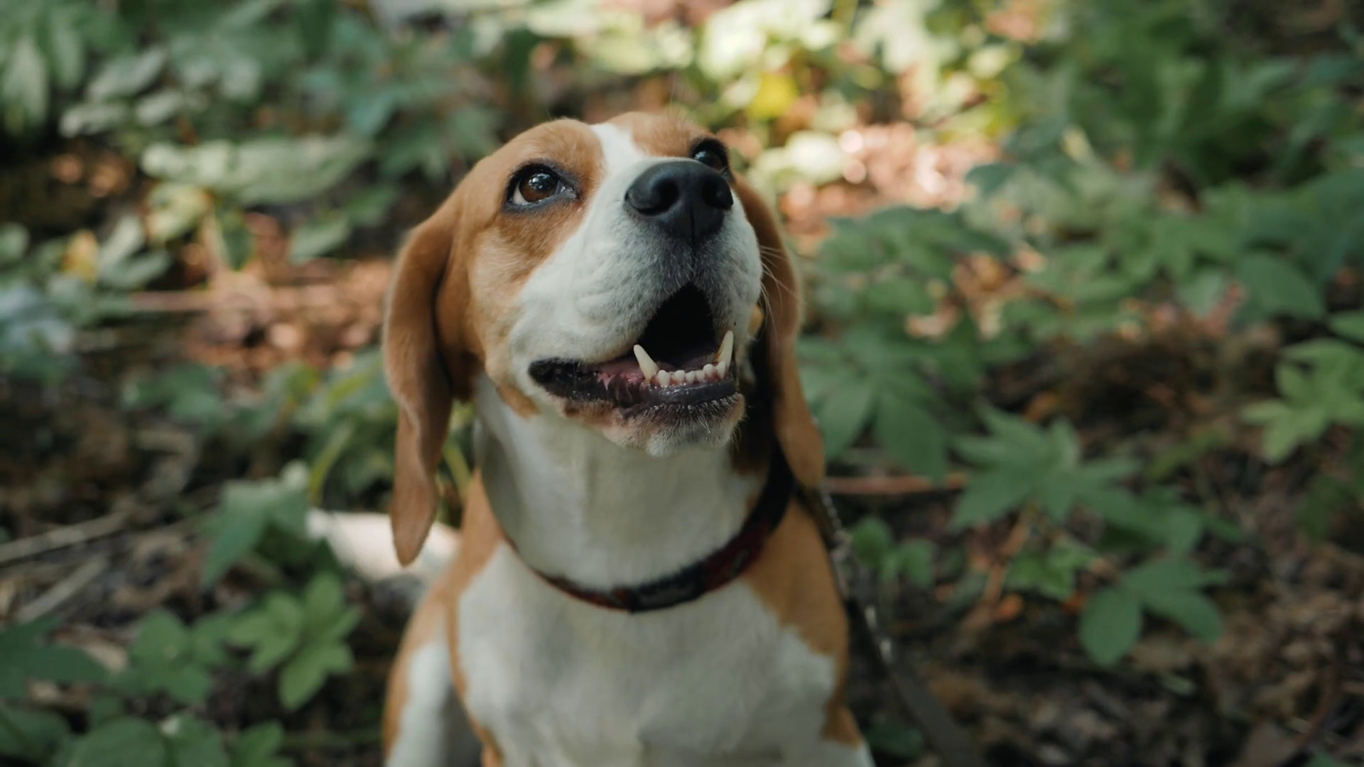 1920x1080 Funny Beagle Dog close up portrait closeup face happy, dog walking sitting  service Stock Video Footage - Storyblocks Video
