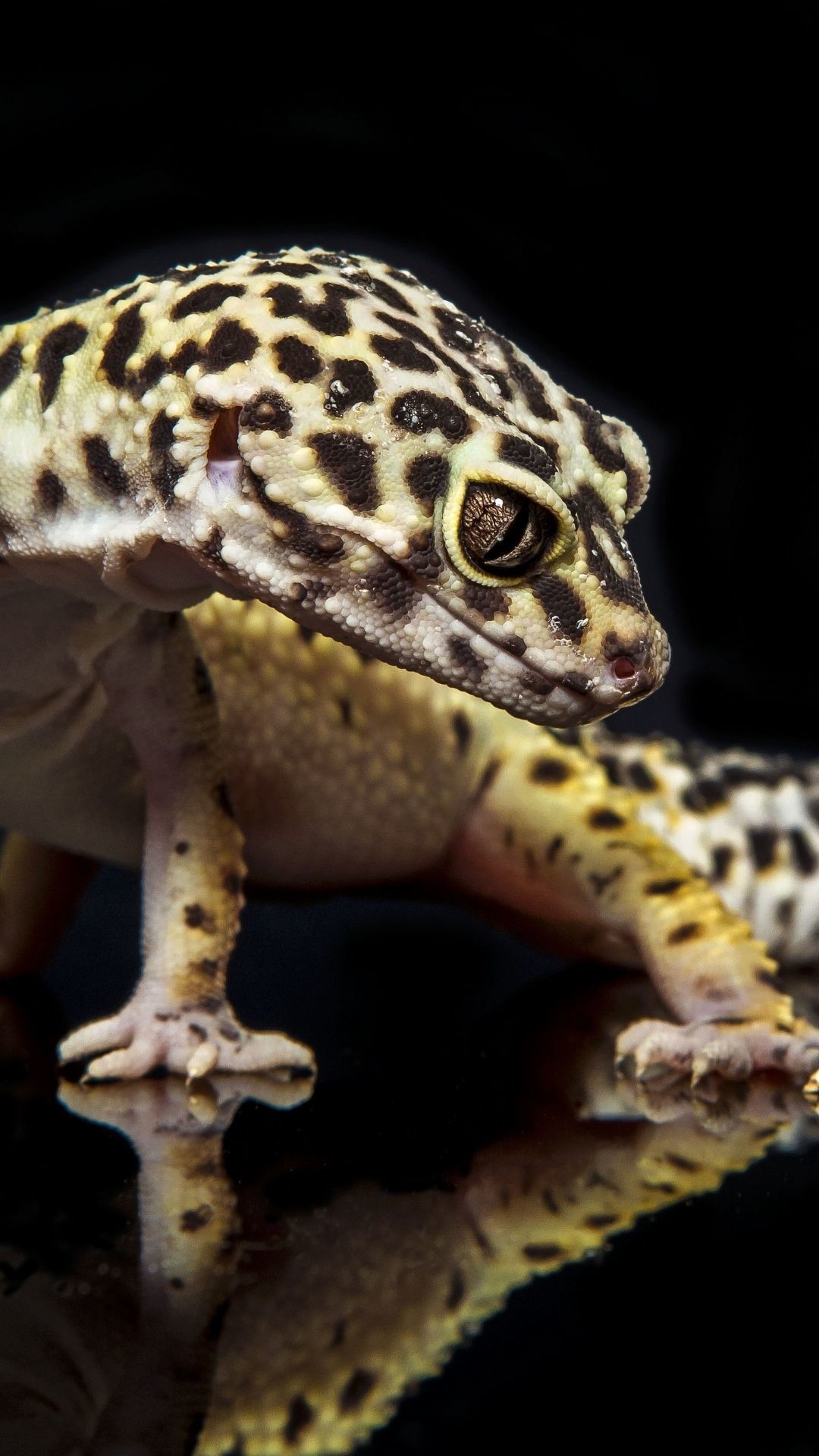 1080x1920 Leopard Gecko Lifespan as Pets (Care, Facts and Information)