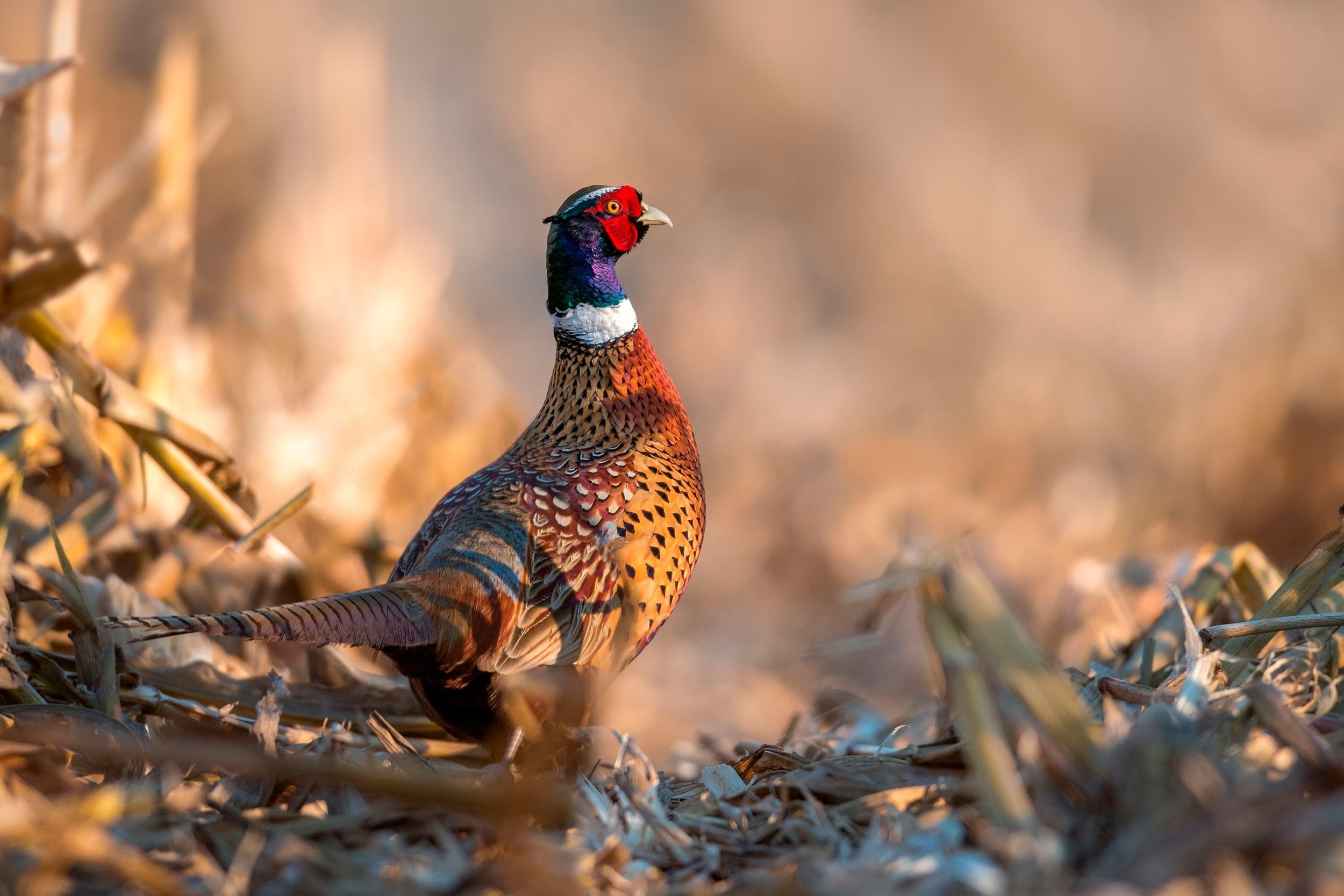 2500x1667 Awesome Bird Hunting Pics | Bird Hunting Wallpapers
