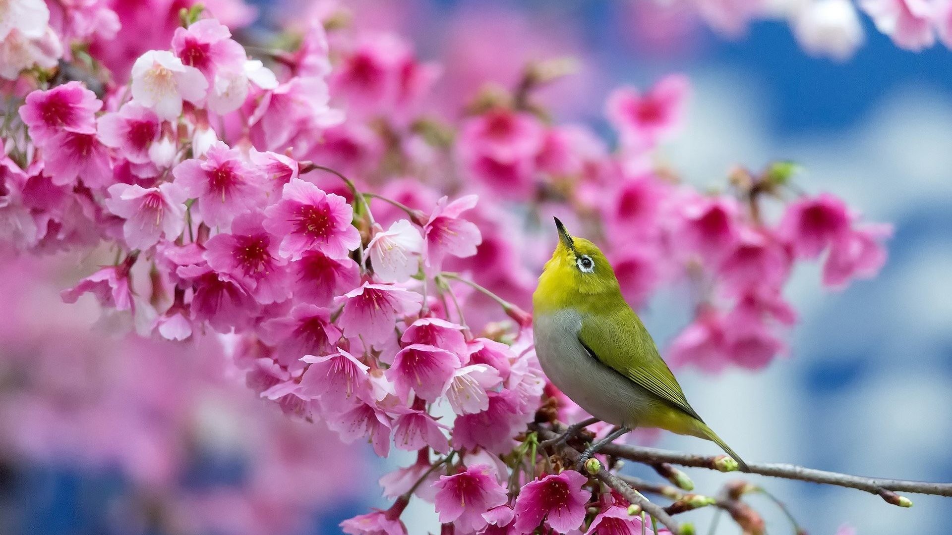 1920x1080 Bird Tag - Bird Flowers Flower Cherry Beauty Blossom Spring Branch Japanese  Wallpaper Photo Nature for