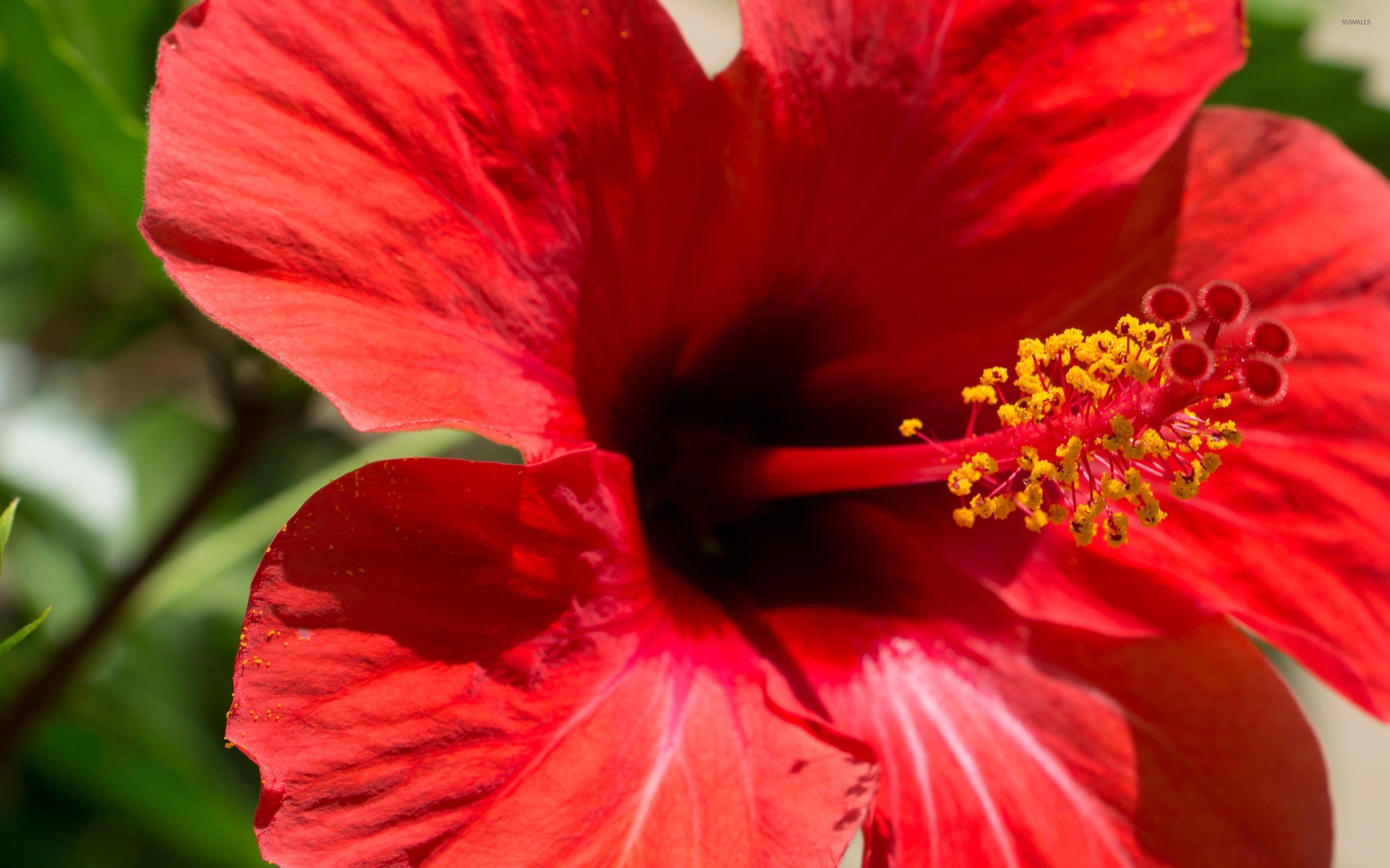 2880x1800 Red Hibiscus blossom close-up wallpaper