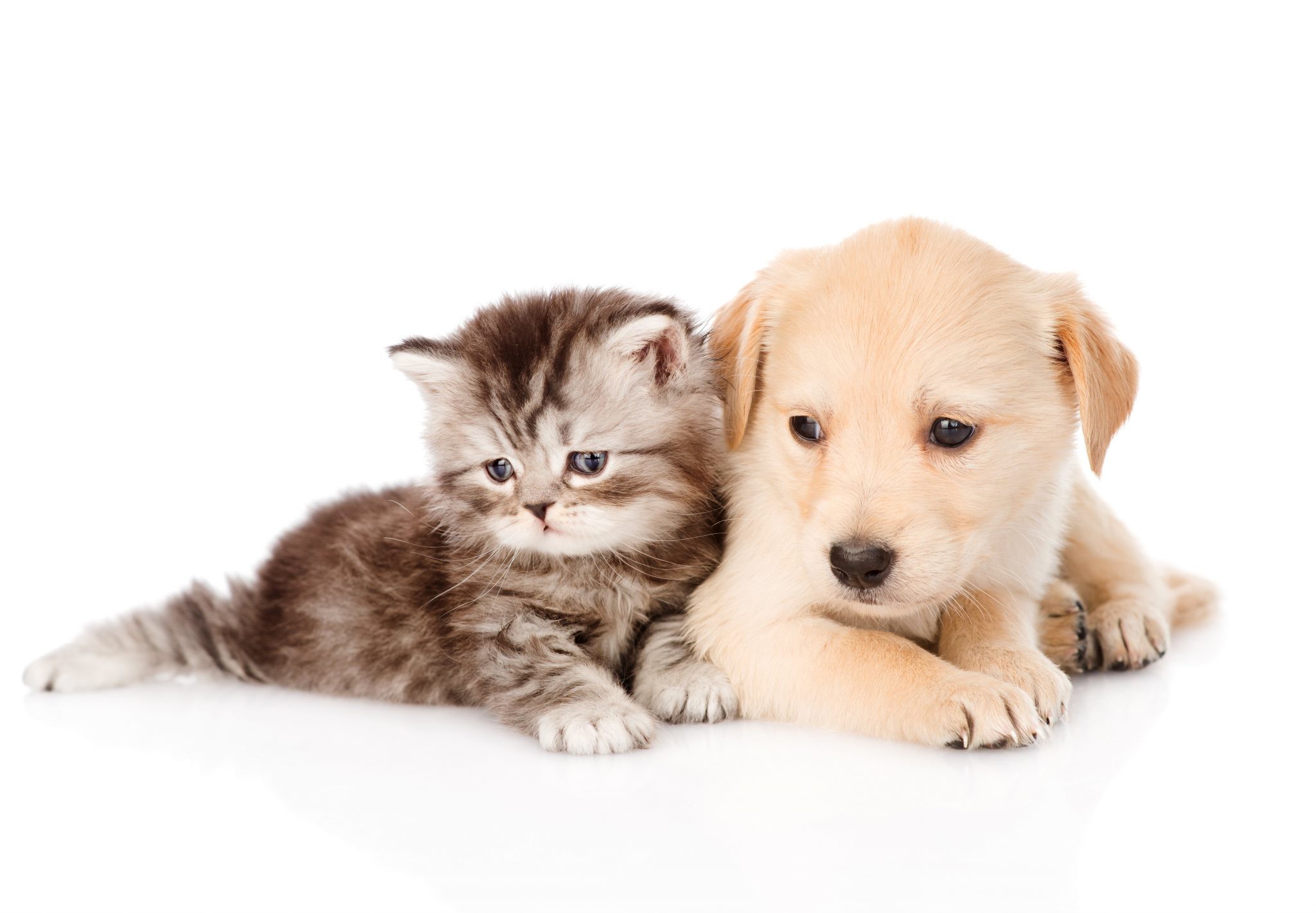 2048x1421 Cute Dog and Cat Backgrounds HD