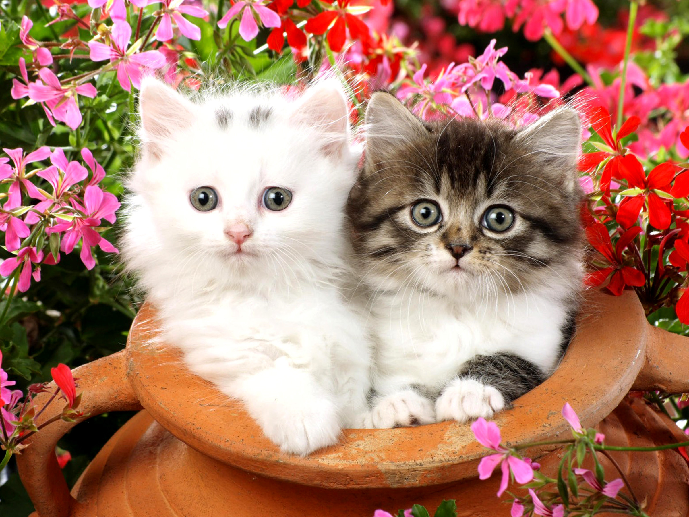 2400x1800 Two Kittens HD Wallpaper | Background Image |  | ID:683501 -  Wallpaper Abyss