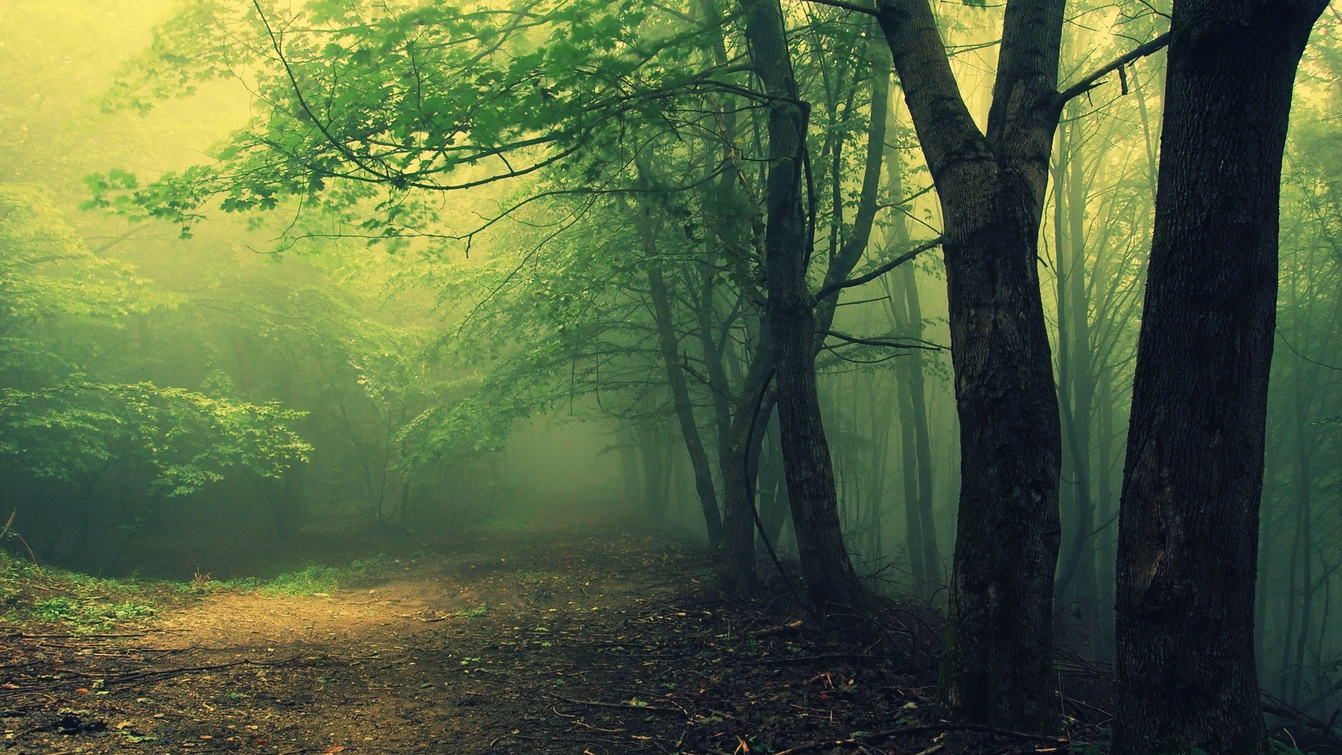 1920x1080 Hoia Baciu Forest in Romania. Said to be a haunted forest, also called "