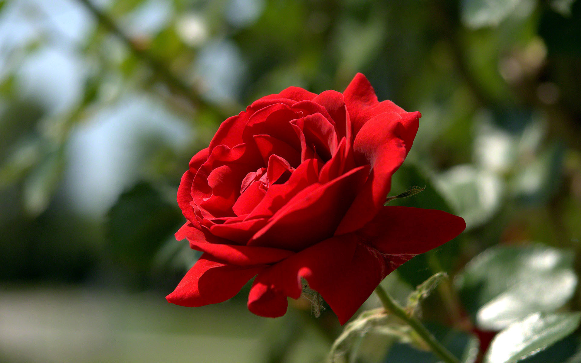 1920x1201 most beautiful red rose wallpaper