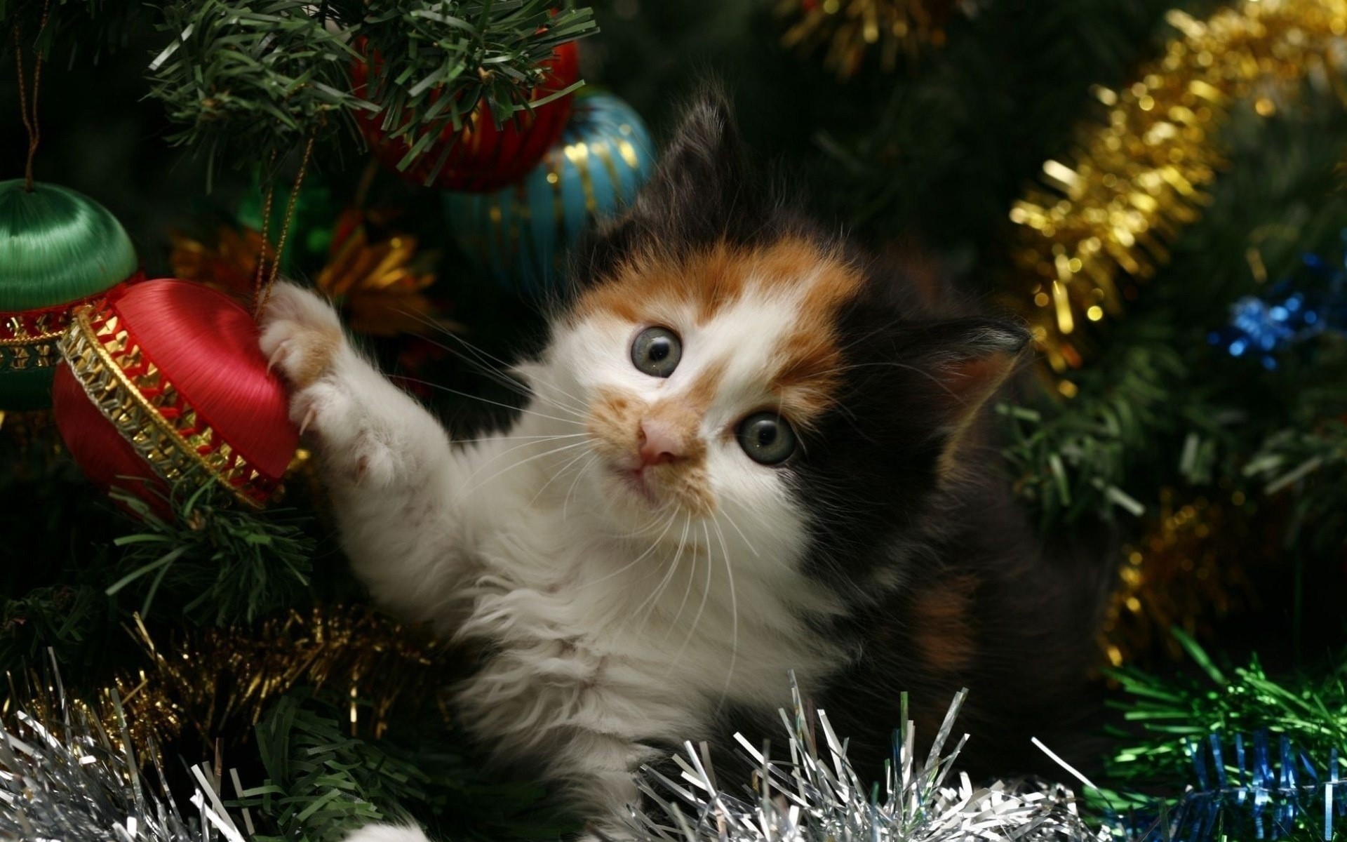 1920x1200 New year, kitten, tree, tinsel, New year, holiday, cat,