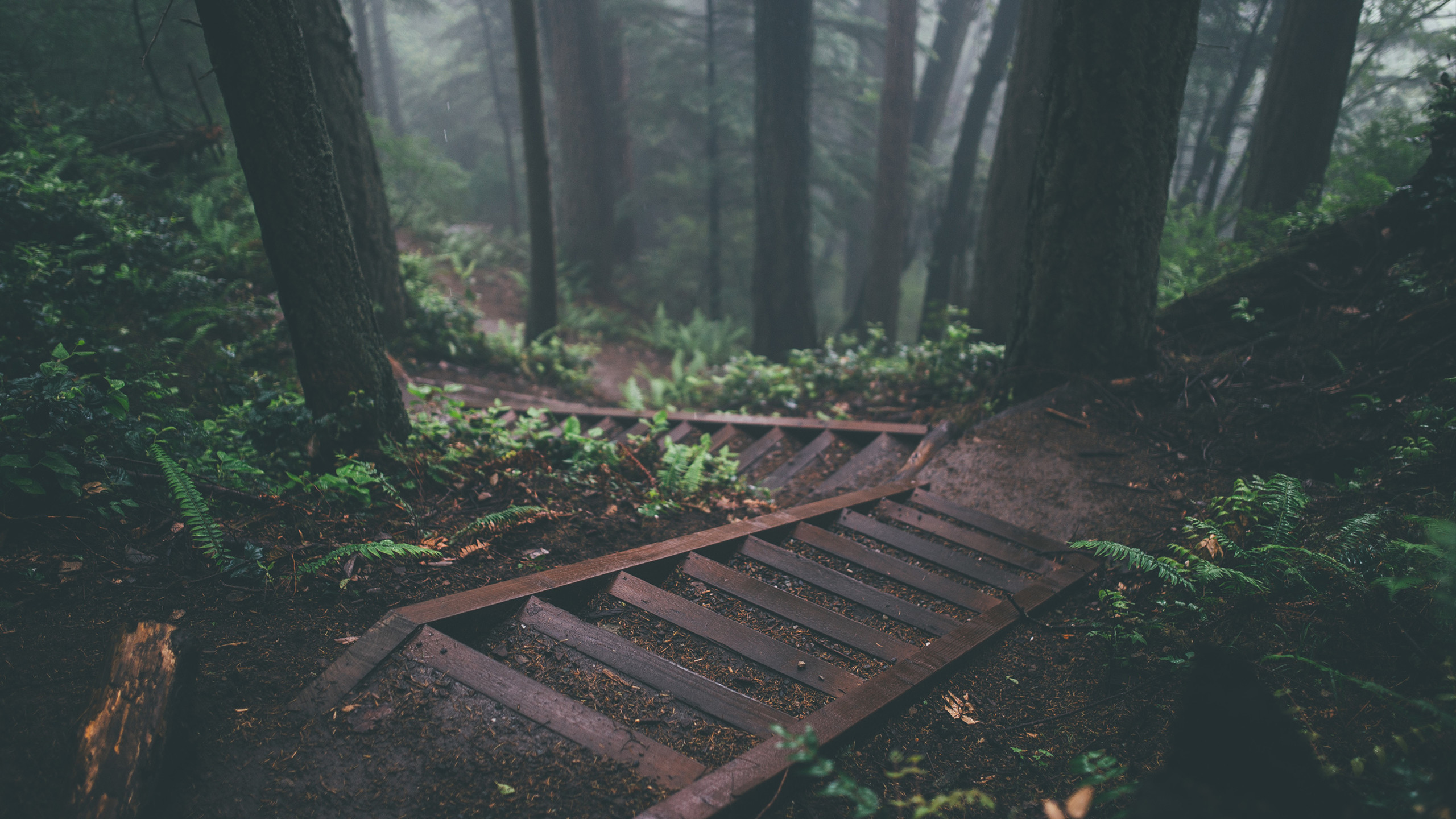 2560x1440 Forest path steps wallpaper, trees, mountains, stairs. Cozy nature  landscapes wallpapers,