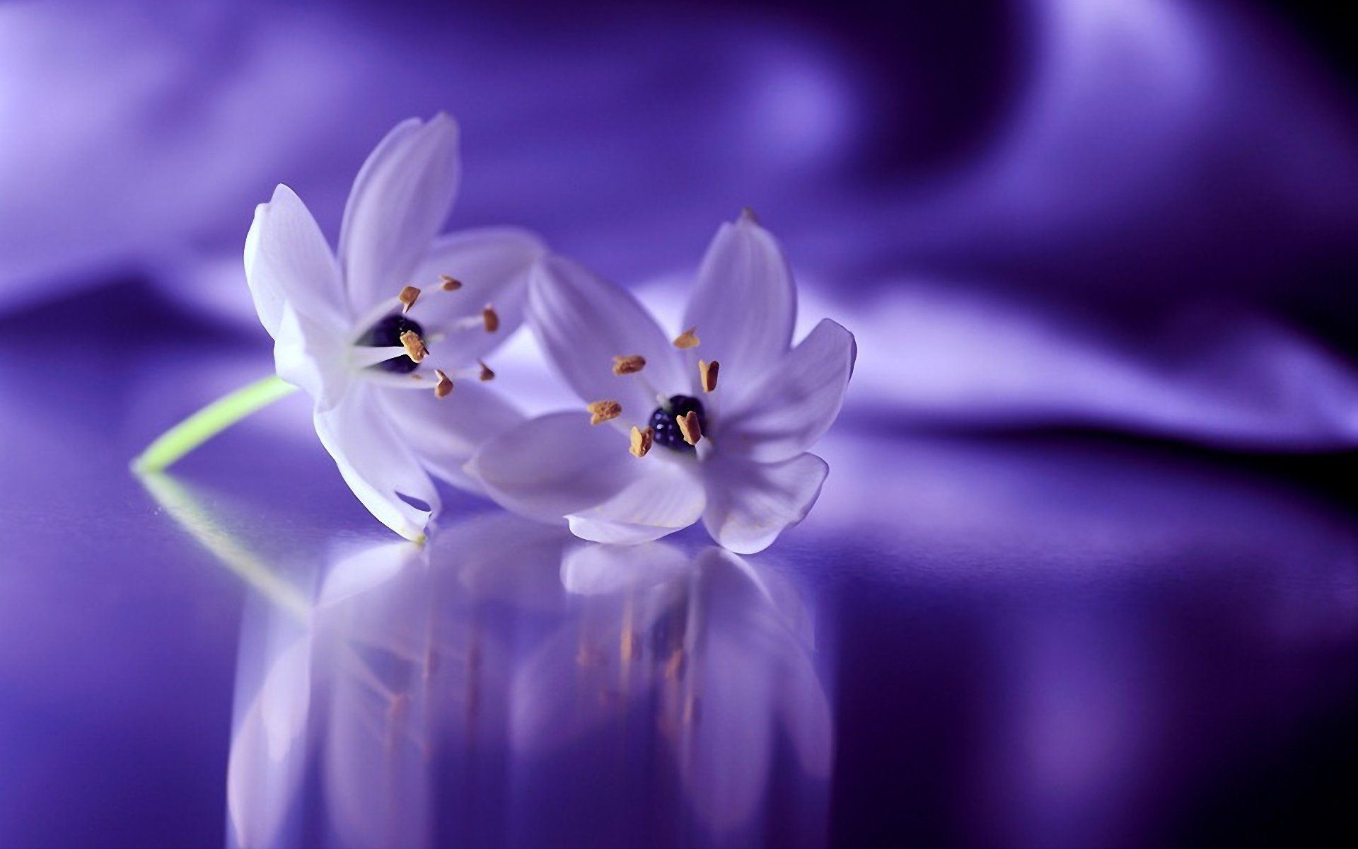 Purple Flower Background Images  Free Download on Freepik