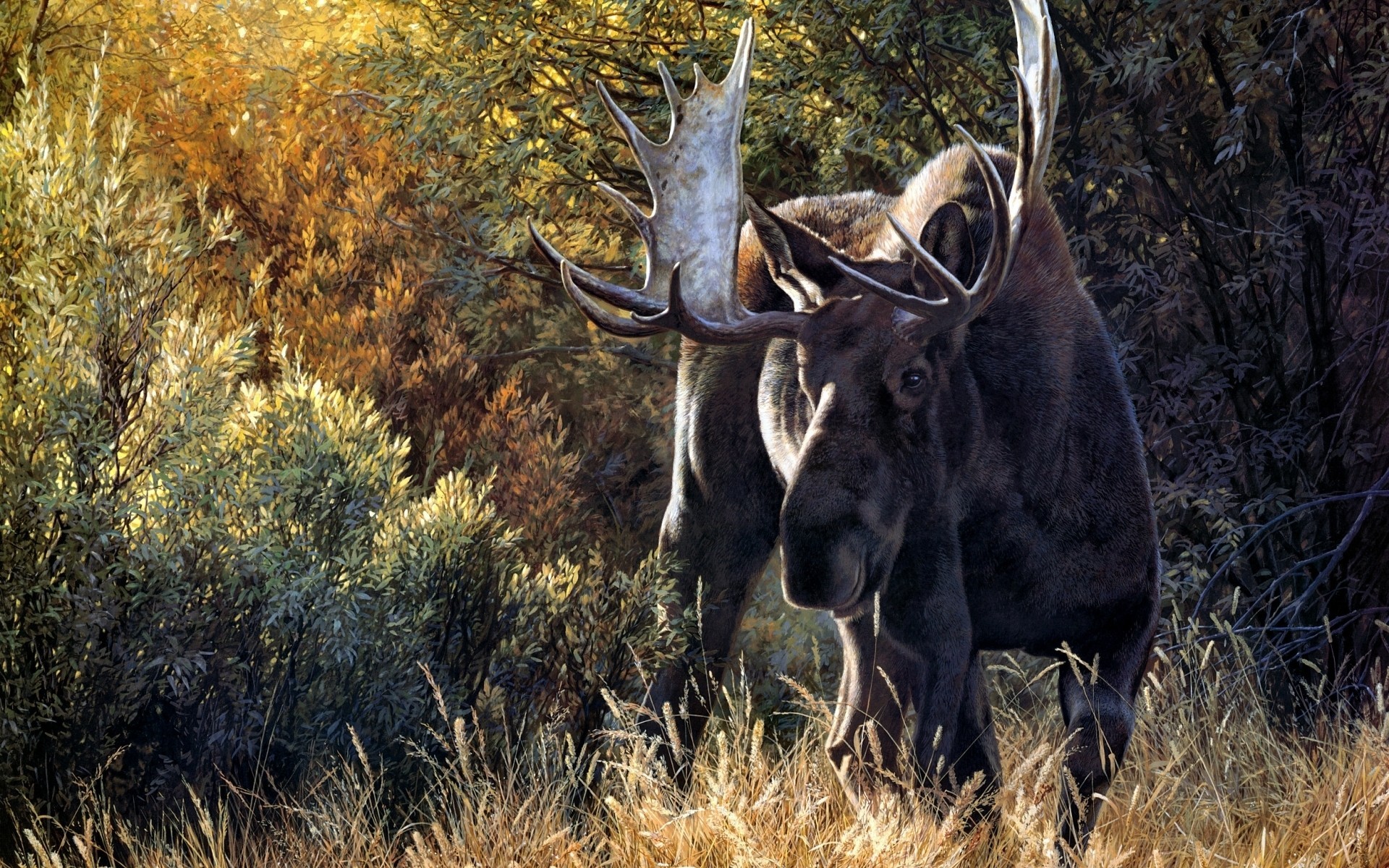 1920x1200 Moose. Moose Wallpaper