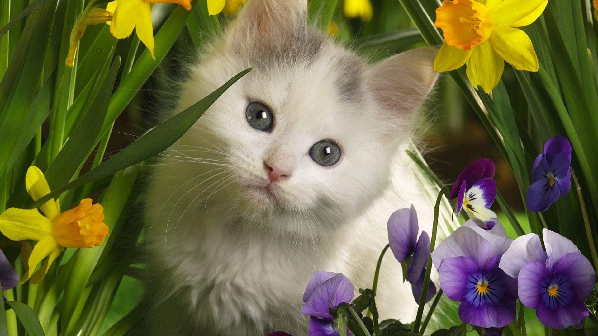 1920x1080 kittens, flowers, spotted