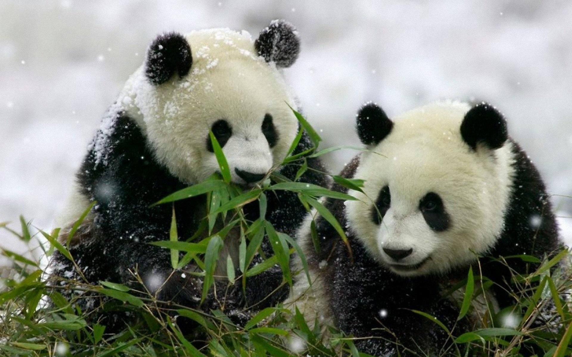 1920x1200 Do you Love Panda? You love to keep them as wallpaper? Get our HD