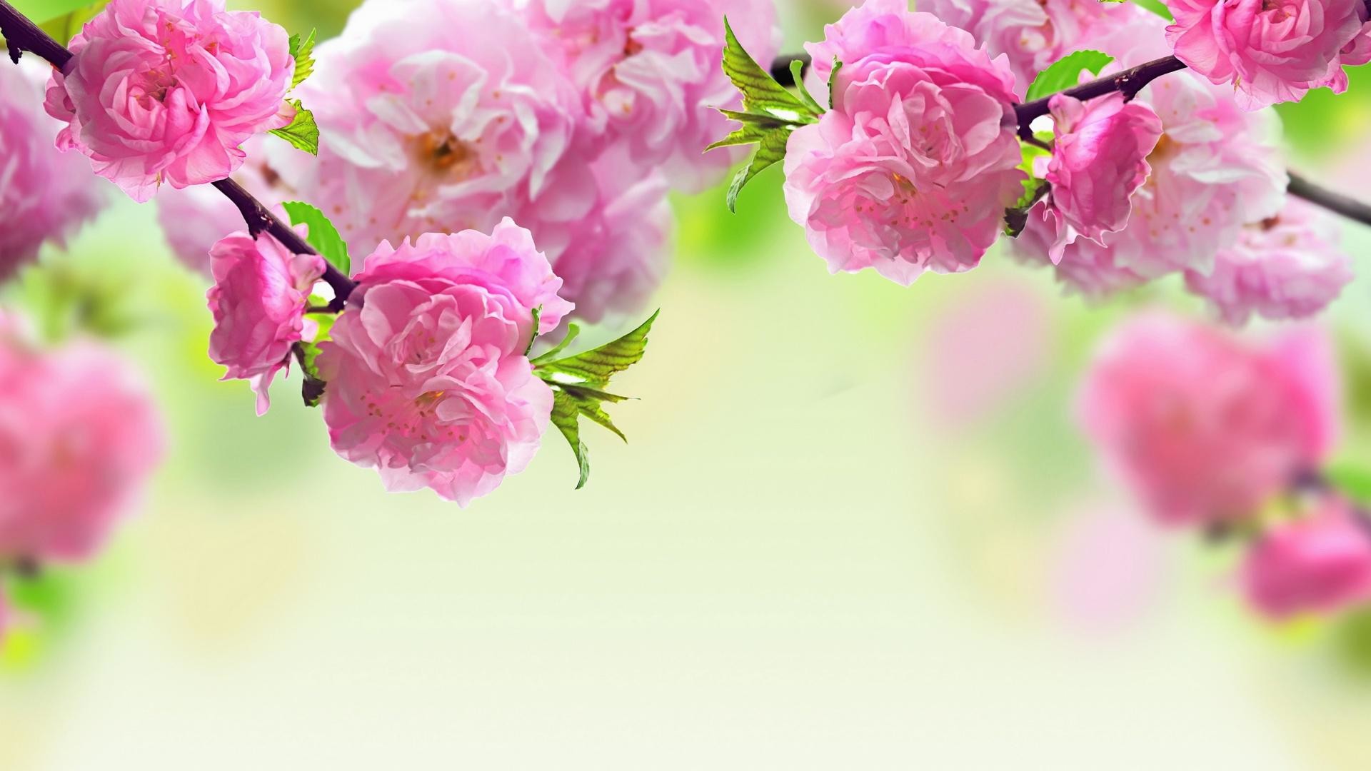 1920x1080 7. funeral-flowers-pictures7-600x338