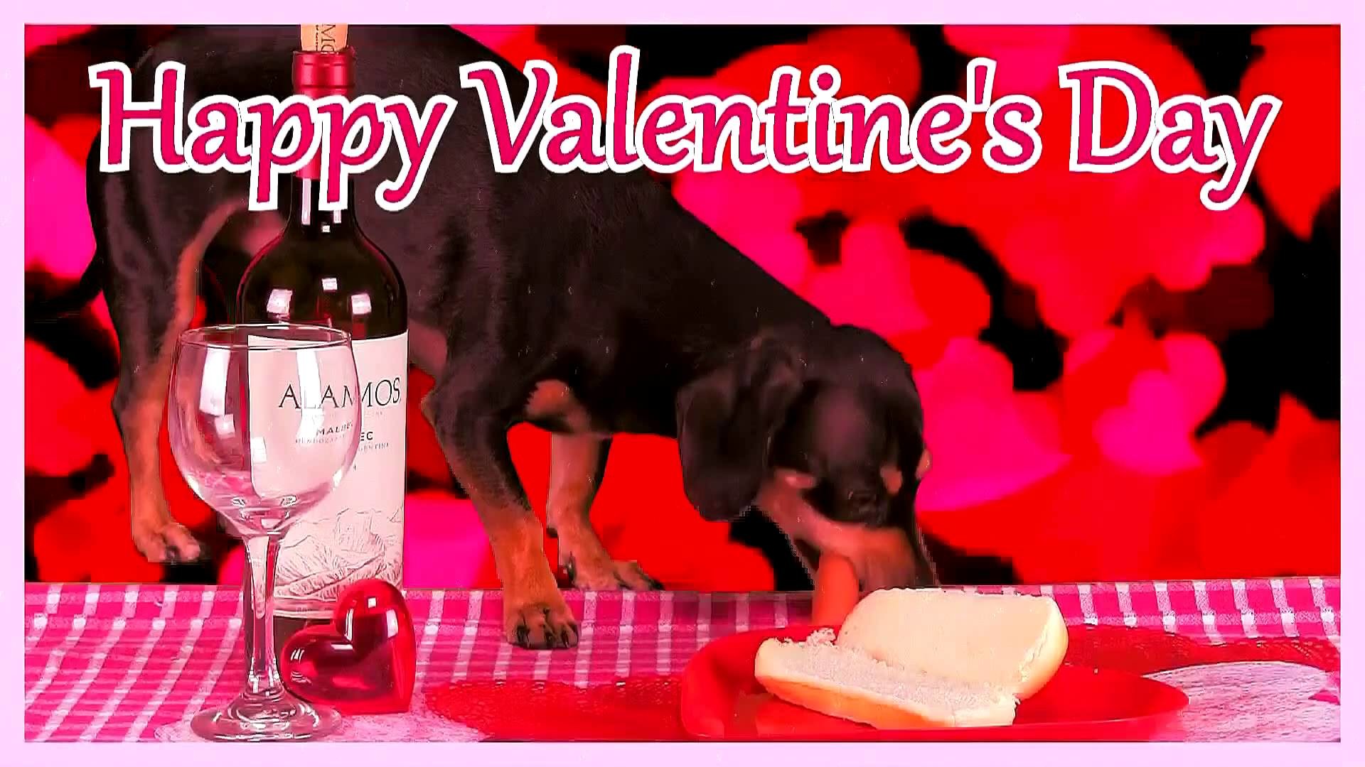 1920x1080 Happy Valentine's Day! Cute Puppy Eats a Hot Dog!