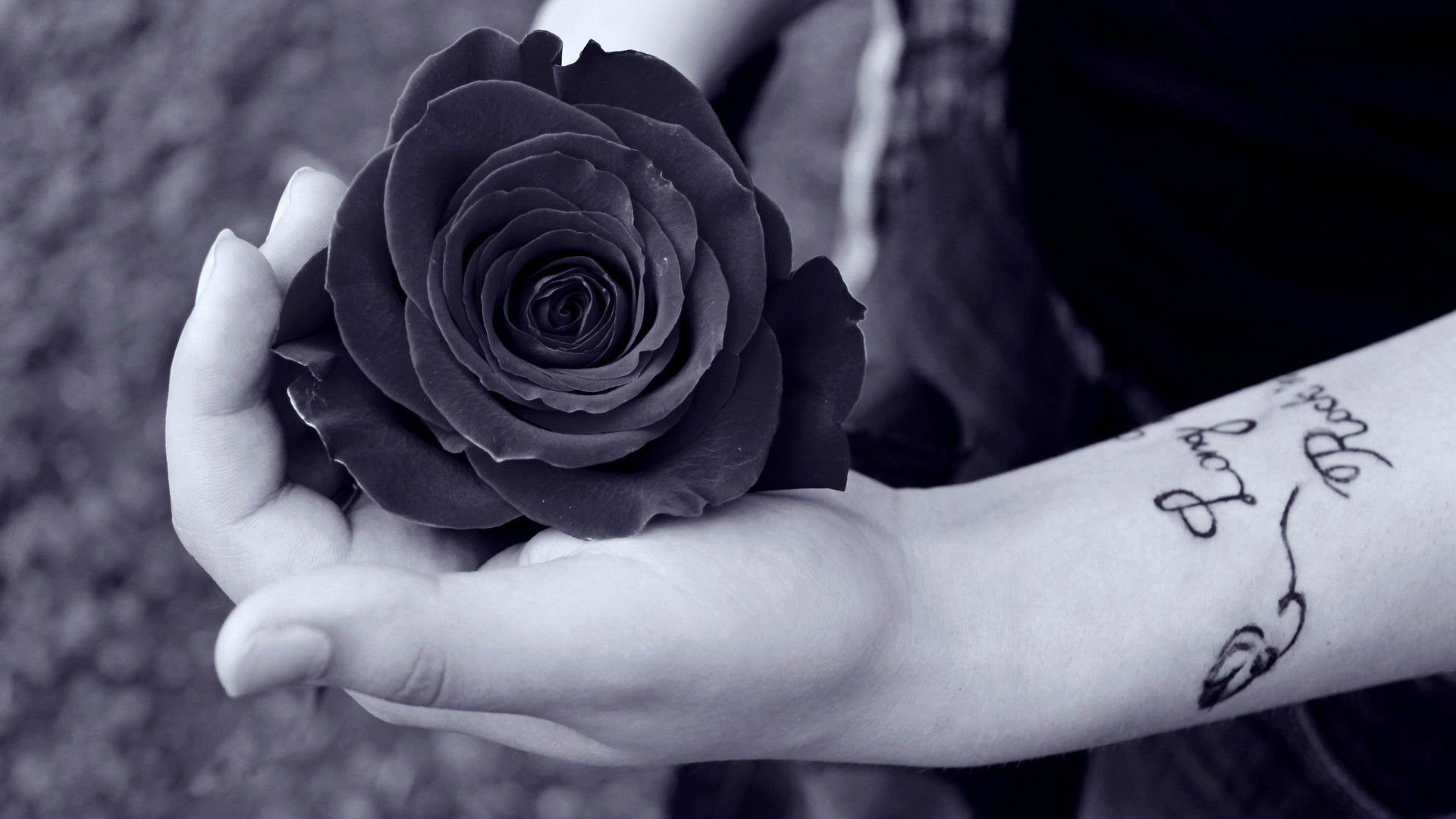 1920x1080 Latest Collection of Black Rose Wallpaper