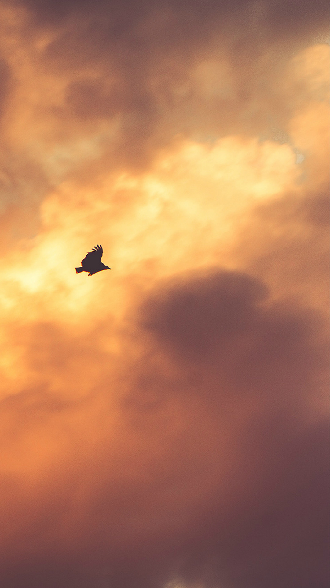 1080x1920 Bird Fly Sky Clouds Red Sunset Nature Animal #iPhone #6 #plus #wallpaper
