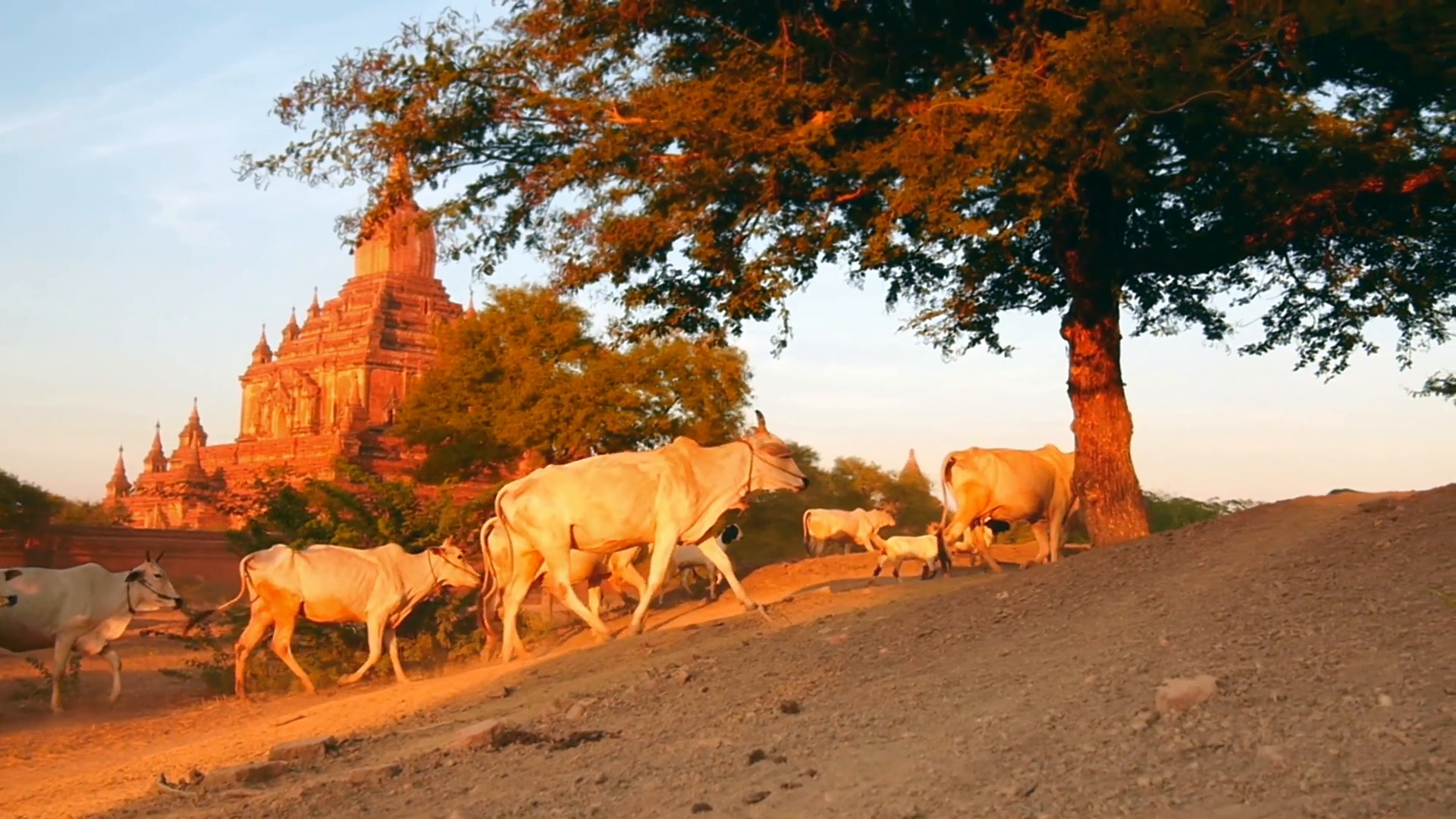 1920x1080 Bagan, Myanmar - Beautiful travel landscape of historical Buddhist site.  Running livestock animals on country road and ancient temple on background  Stock ...