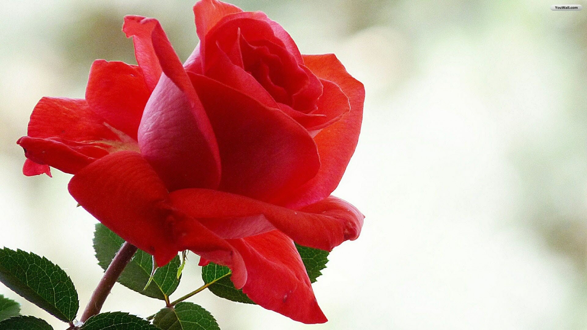 1920x1080 ... Red Roses Wallpaper Backgrounds rose backgrounds download free .