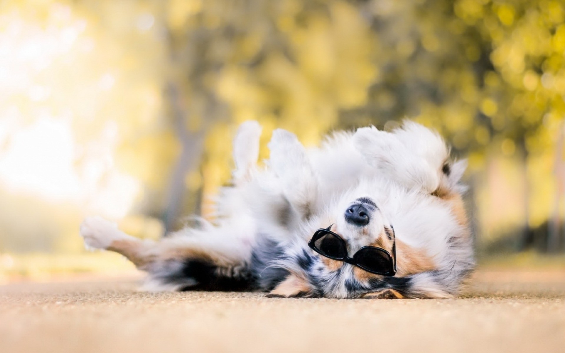 1920x1200 Cool Dog wallpapers and stock photos