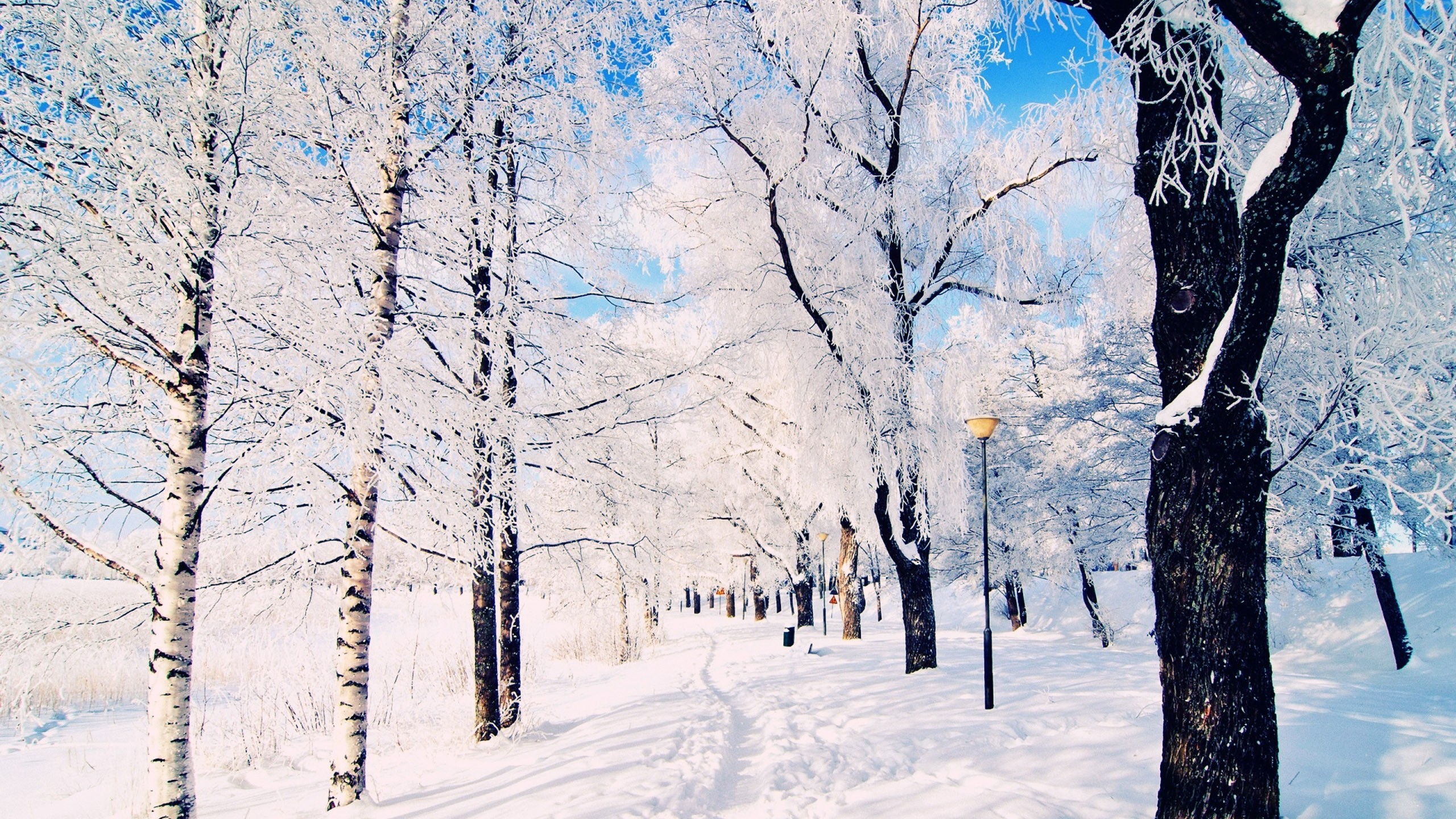2560x1440 Winter Backgrounds 18544