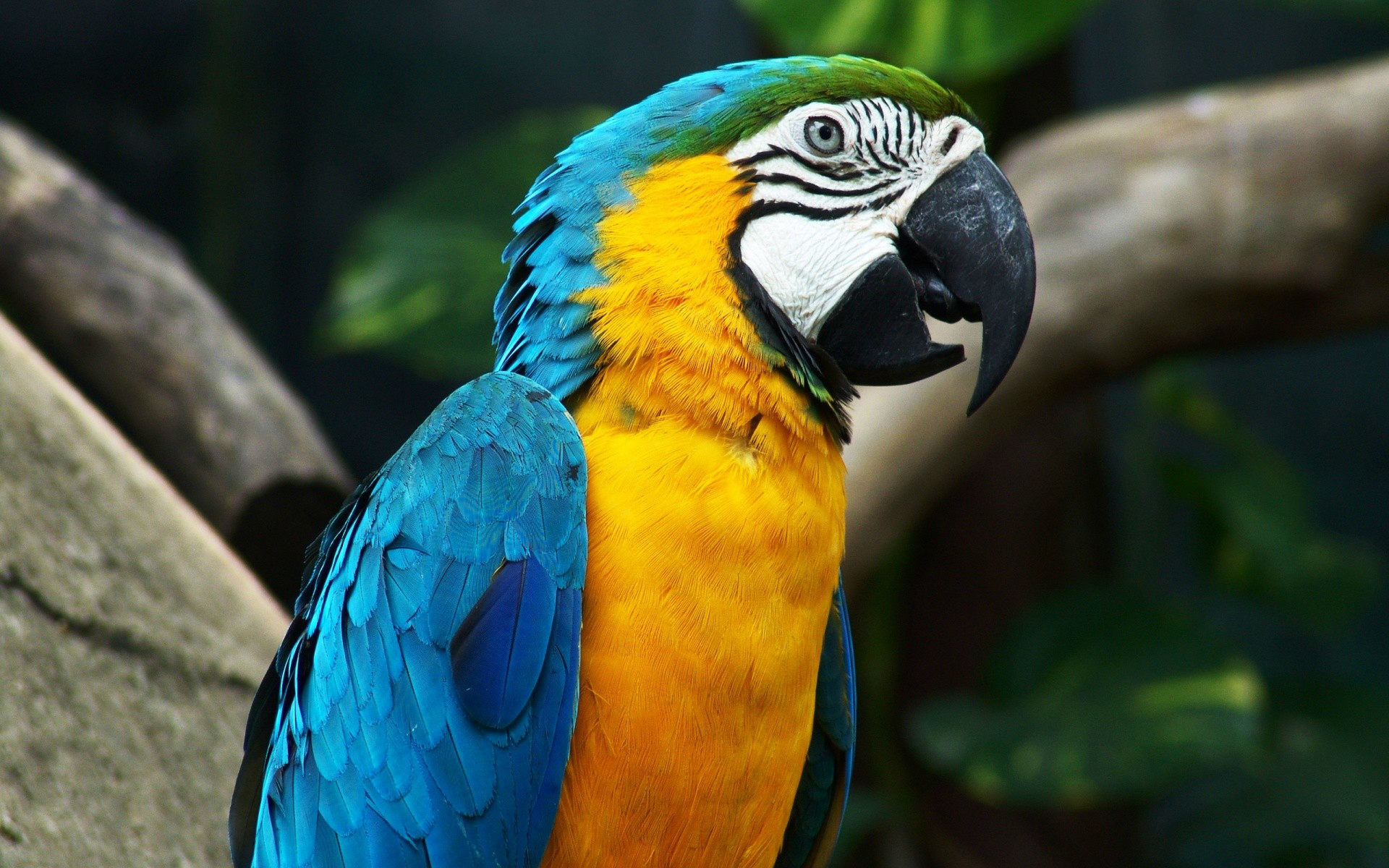 1920x1200 Most Beautiful Macaw Parrot HD Desktop Wallpapers