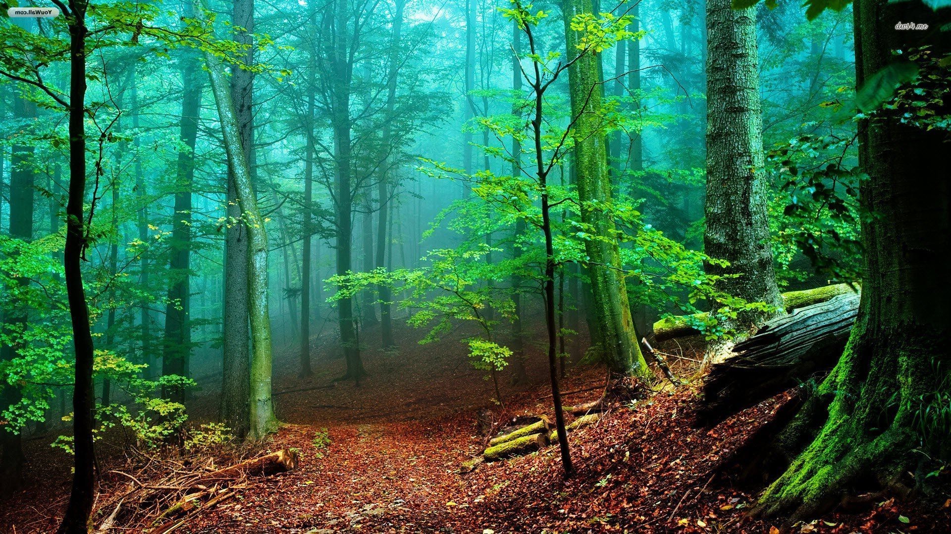 1920x1080 Download a Free Foggy Forest wallpapers in HD for your desktop background.  Free High Resolution