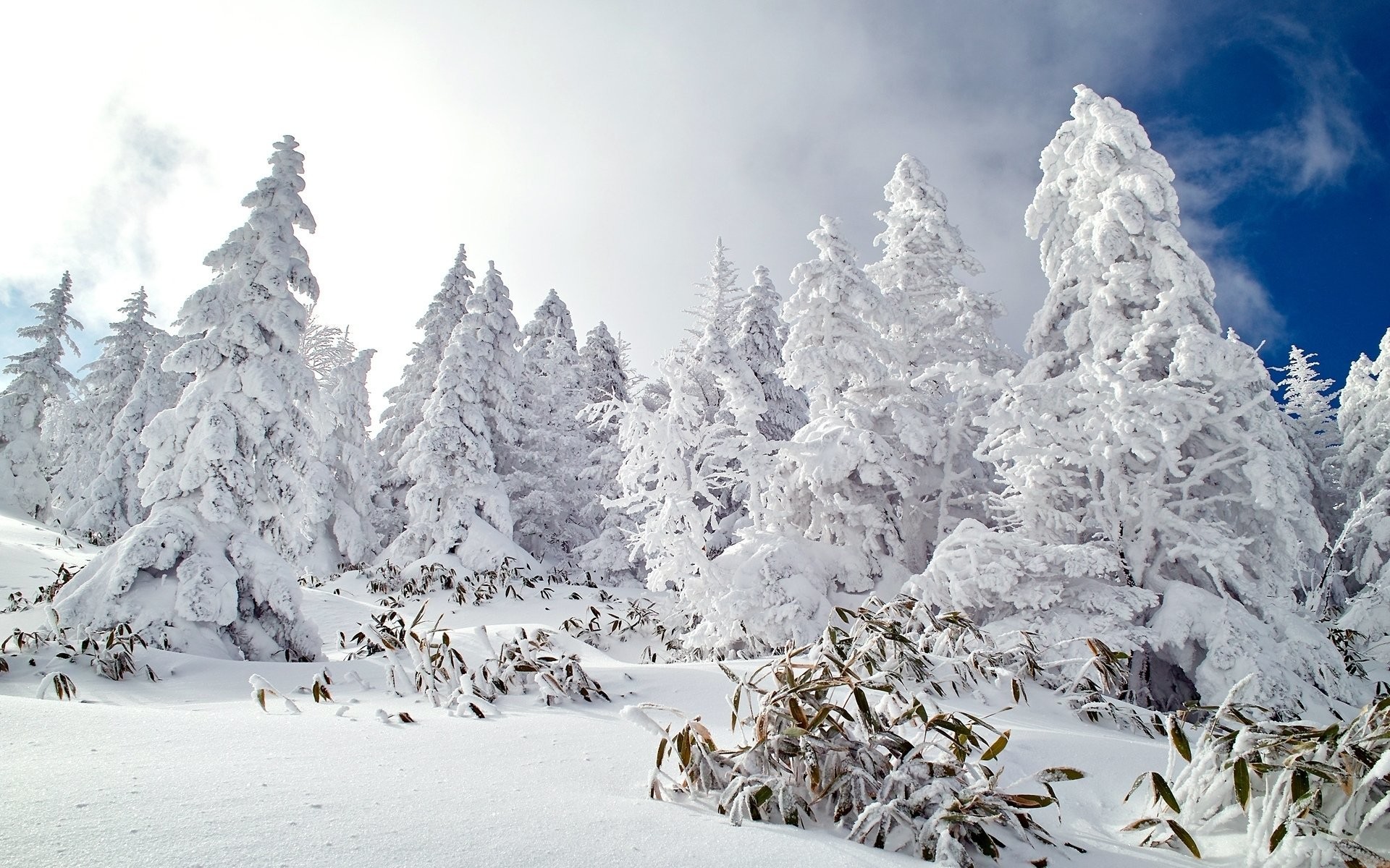 1920x1200 Pine Trees Covered With Beautiful Snow