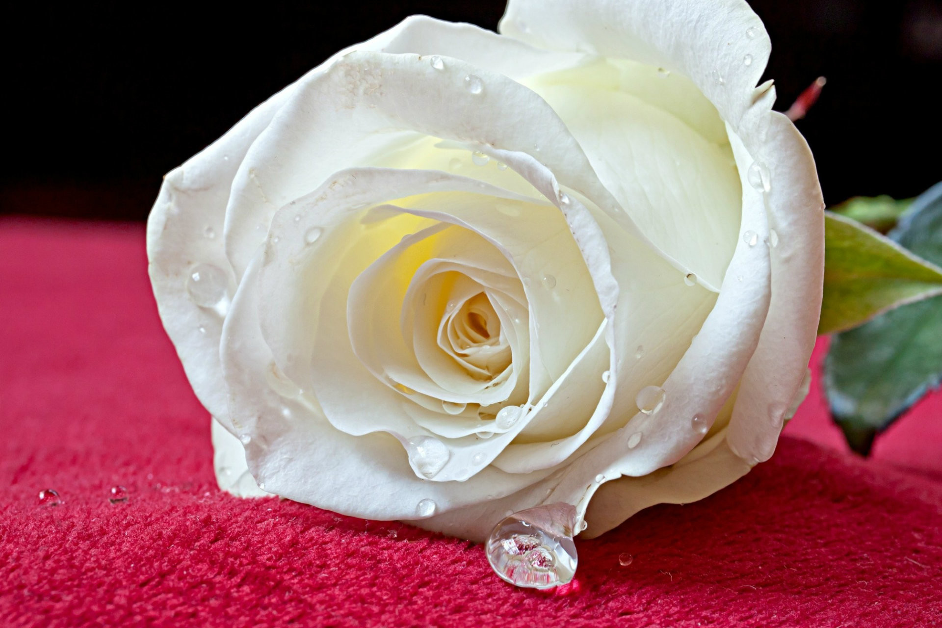 1920x1280 ... Most Beautiful Roses Nature 12 Widescreen Most Beautiful White Rose  High Quality Desktop Image Hd With ...