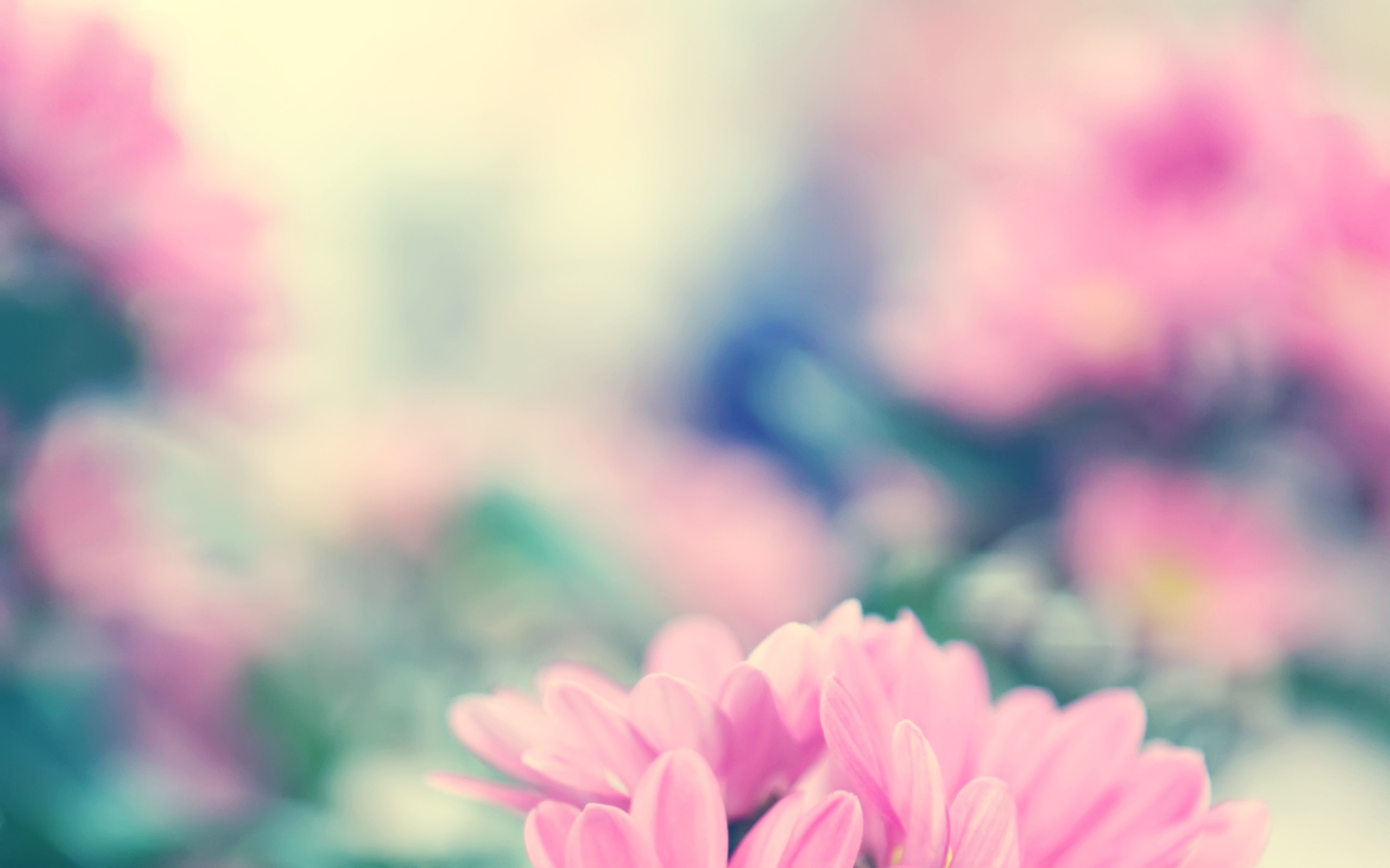 2560x1600 Spring Flowers wallpapers and stock photos